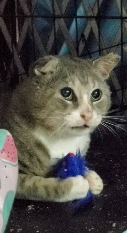 Droopy, a Adoptable Domestic Short Hair in New York, NY image 3/6