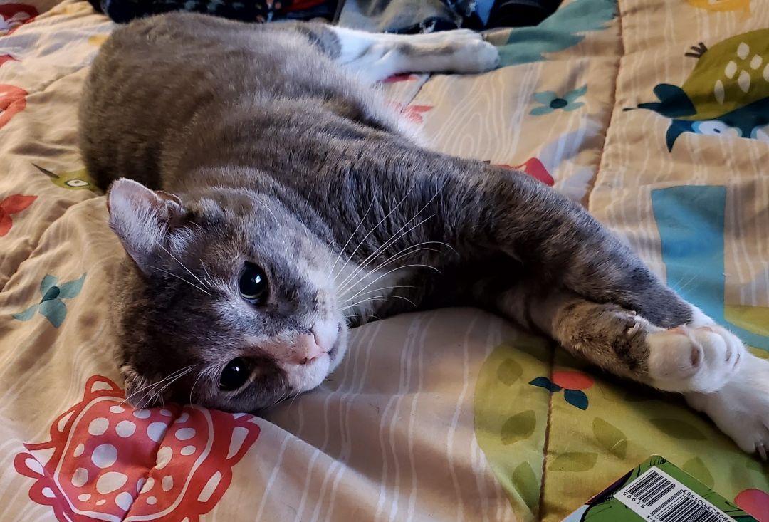 Droopy, a Adoptable Domestic Short Hair in New York, NY image 4/6