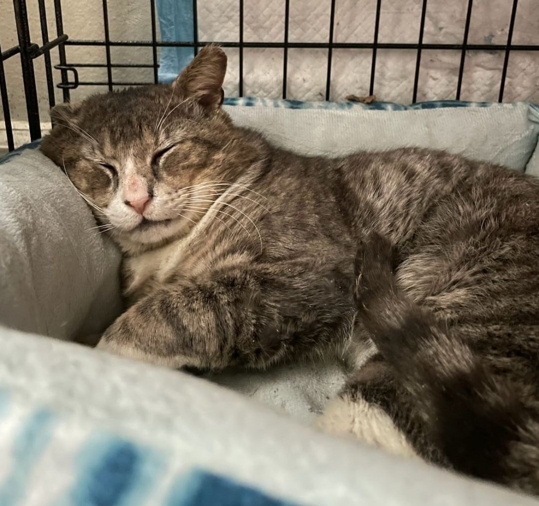 Droopy, a Adoptable Domestic Short Hair in New York, NY image 5/6