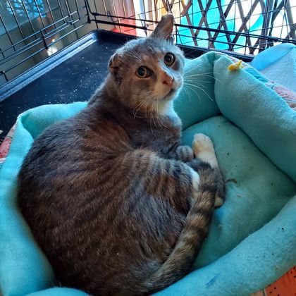 Droopy, a Adoptable Domestic Short Hair in New York, NY image 6/6