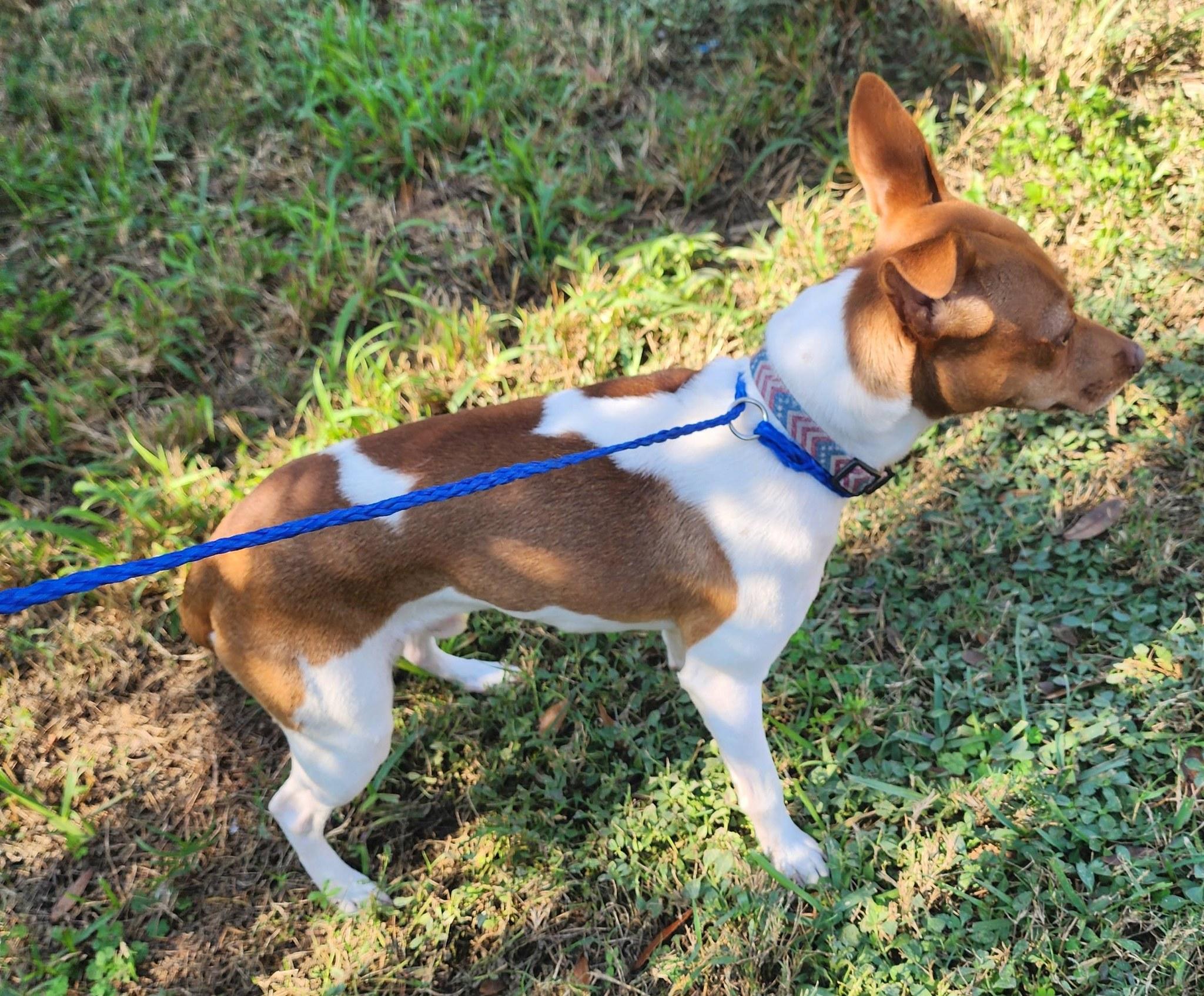 Enlarge Razor , a ADOPTABLE mixed breed in Lorida, FL image 2/2