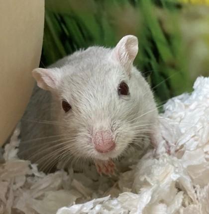 Billy (& Joel), Adoptable, Adult Male Gerbil.
