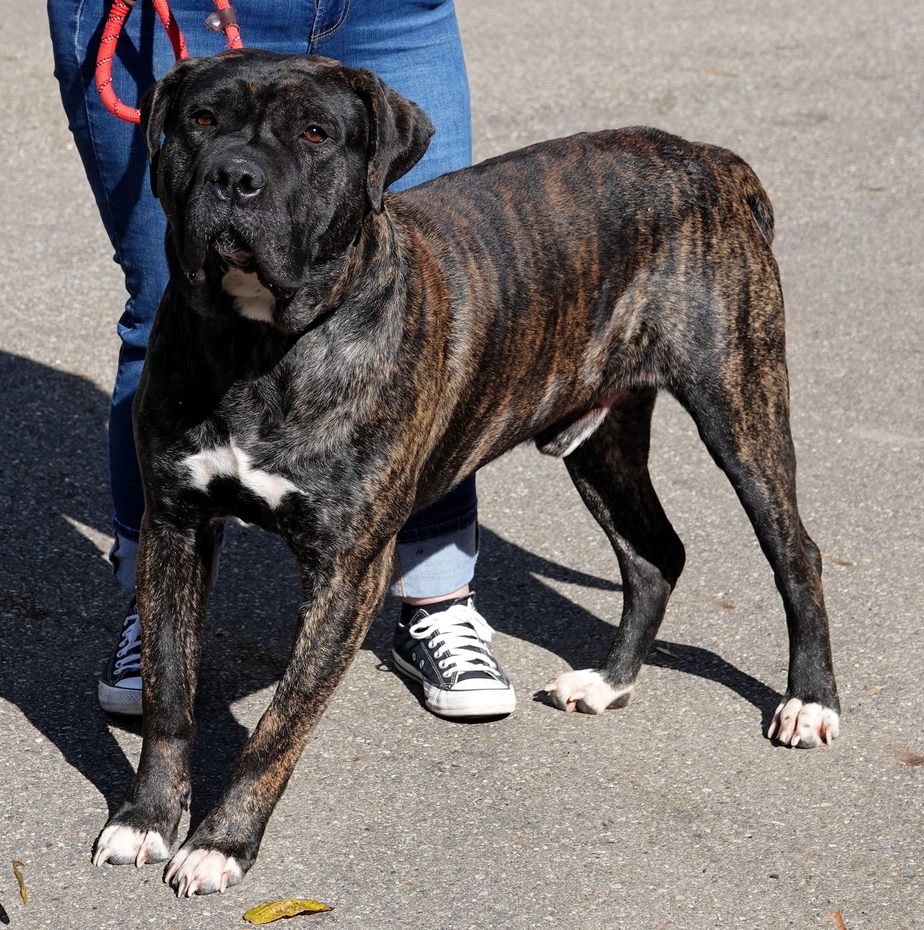 Beetle, a Adoptable mixed breed in Millfield, OH image 2/5
