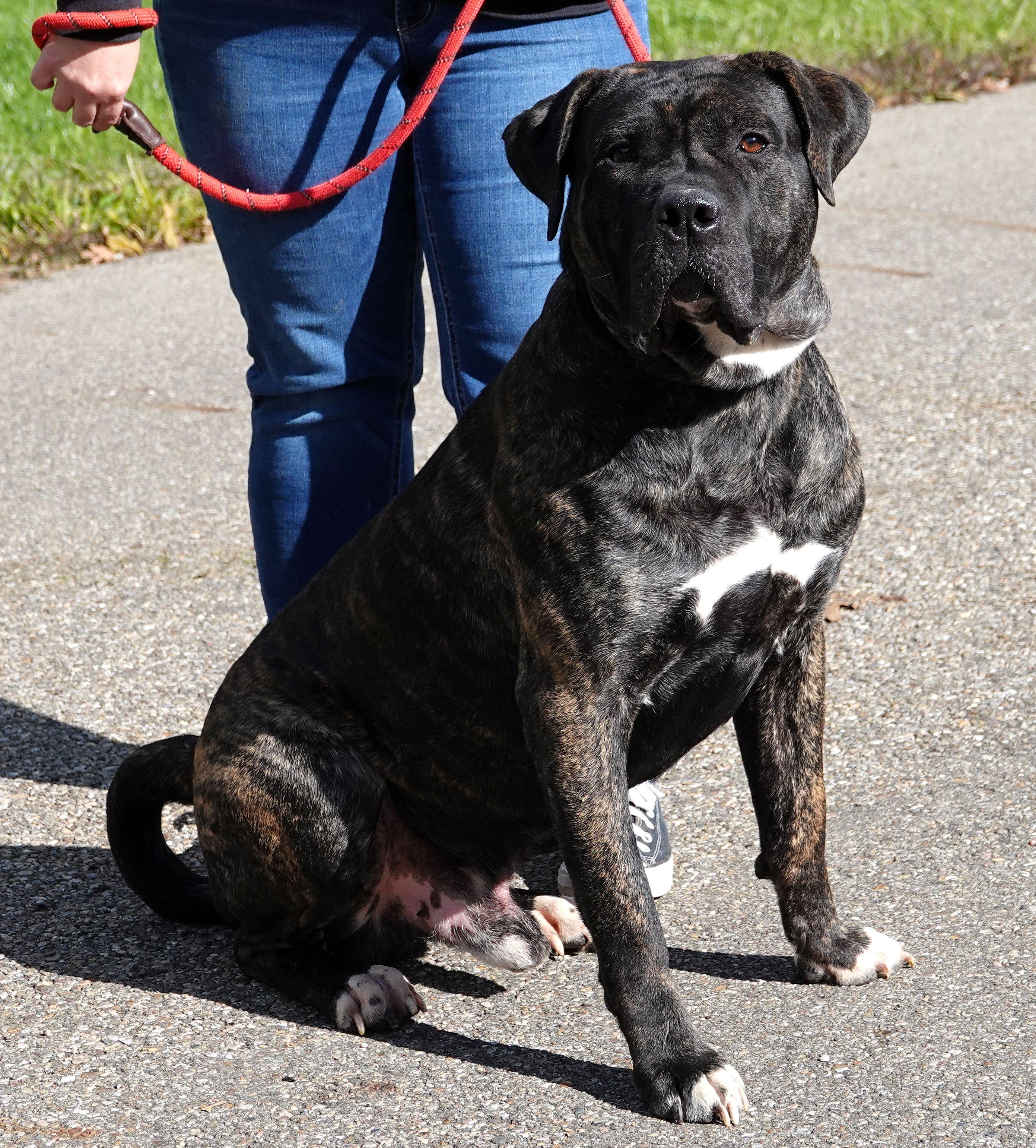 Beetle, a Adoptable mixed breed in Millfield, OH image 4/5