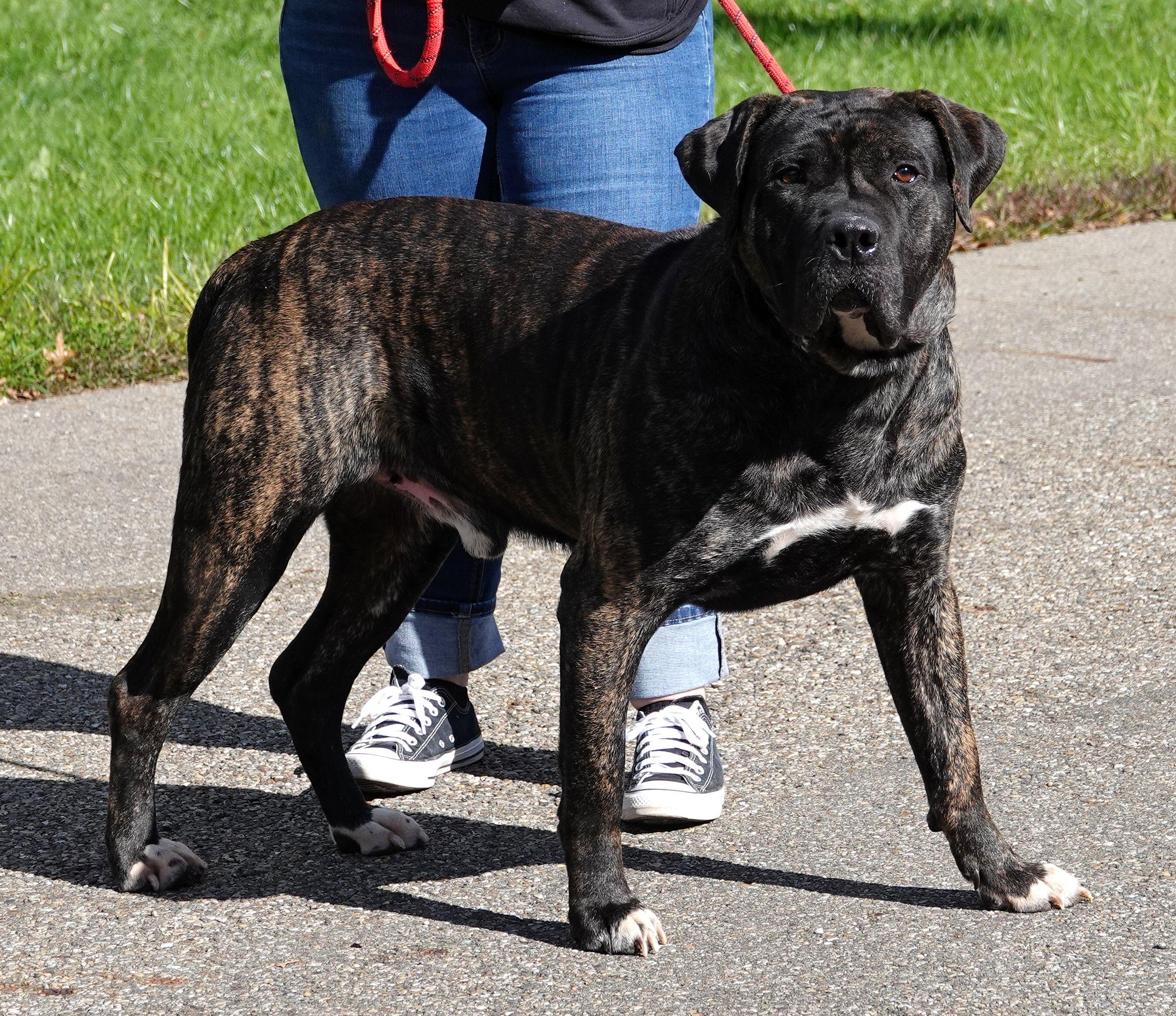 Beetle, a Adoptable mixed breed in Millfield, OH image 3/5