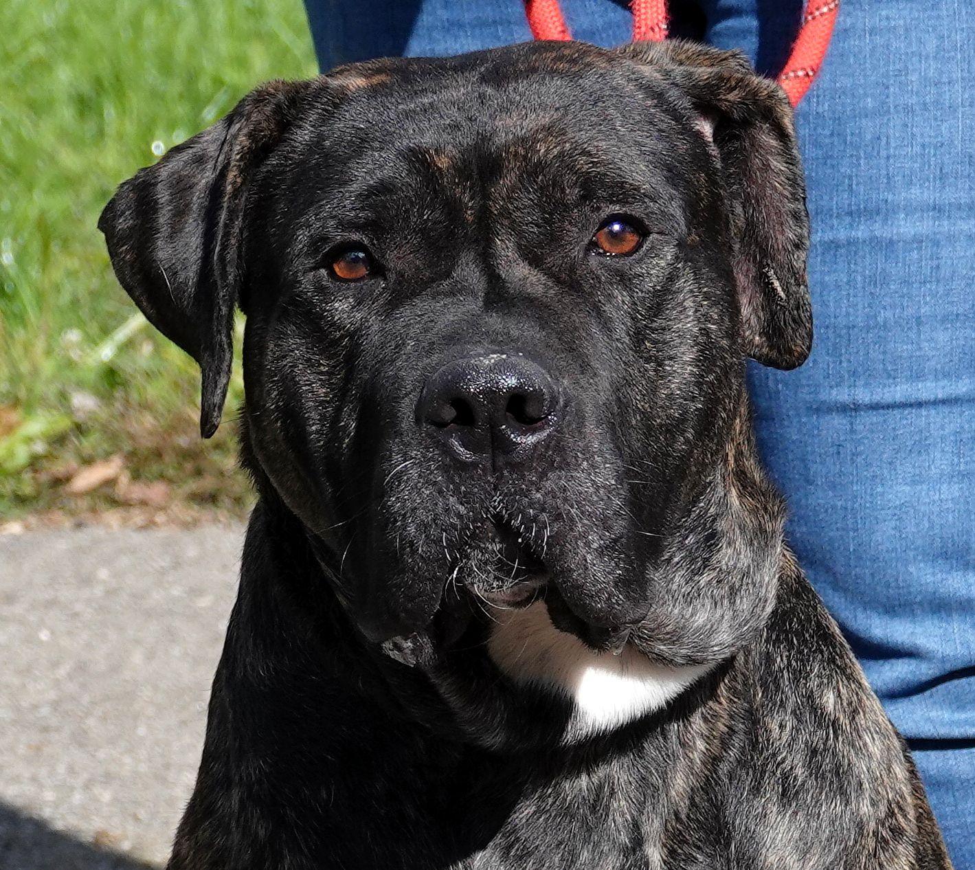 Beetle, a Adoptable mixed breed in Millfield, OH image 1/5