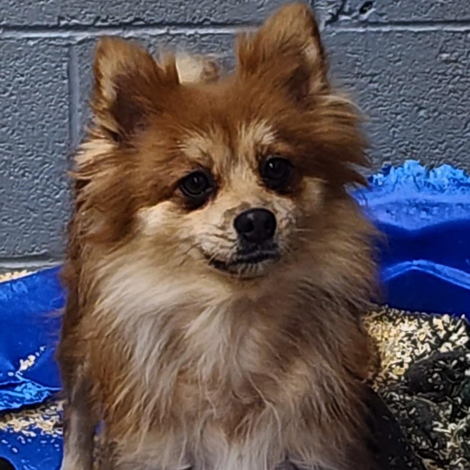 Addy, adoptable, Adult Female Pomeranian.