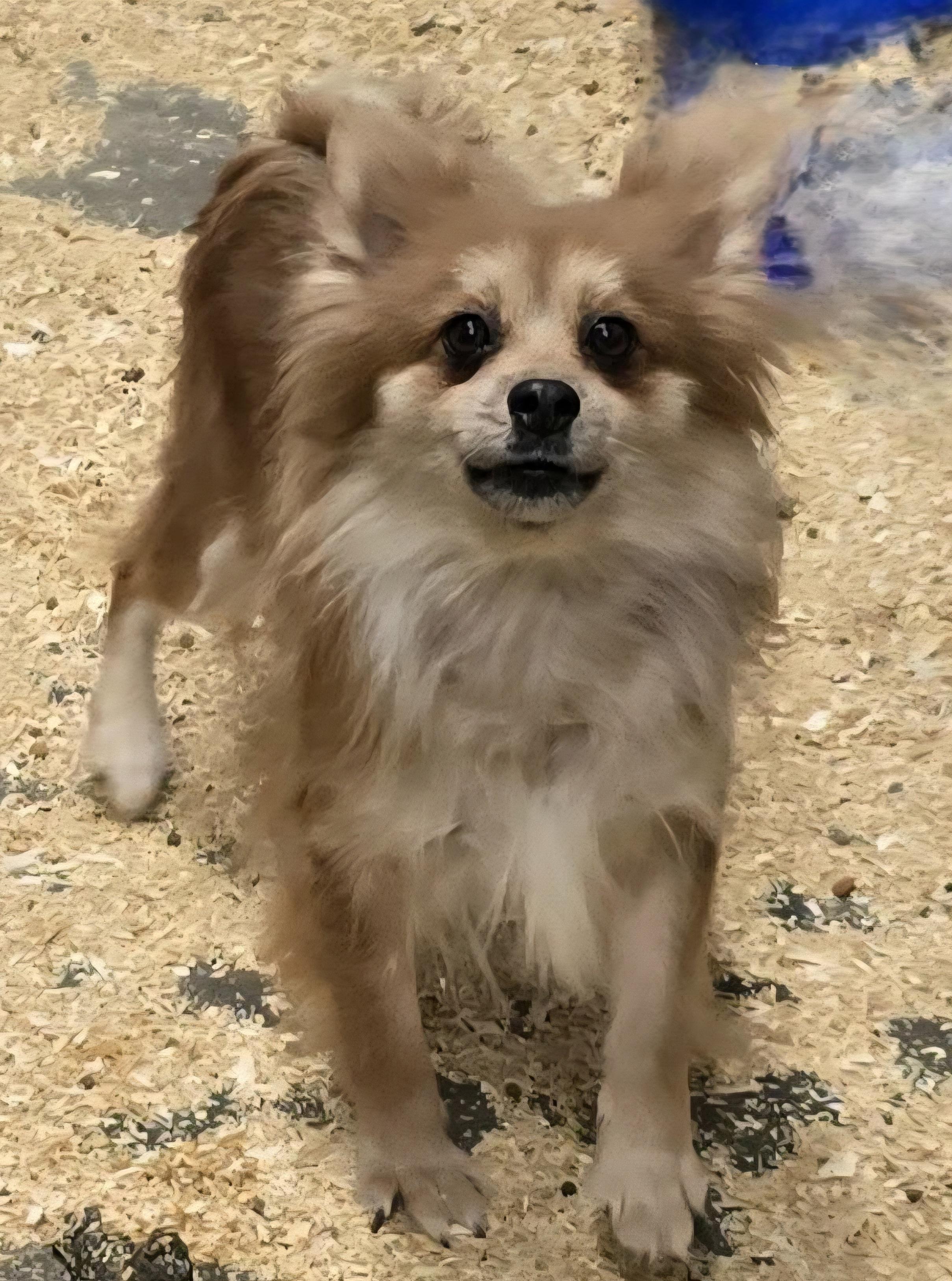 Enlarge Addy, an adoptable Pomeranian in Wheelersburg, OH image 4/6