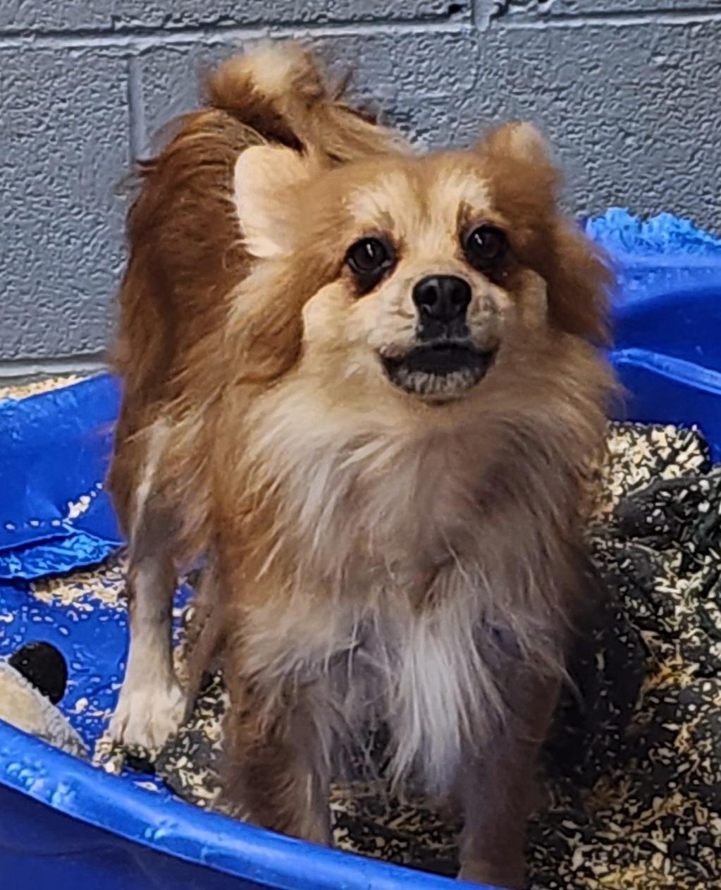Enlarge Addy, an adoptable Pomeranian in Wheelersburg, OH image 6/6