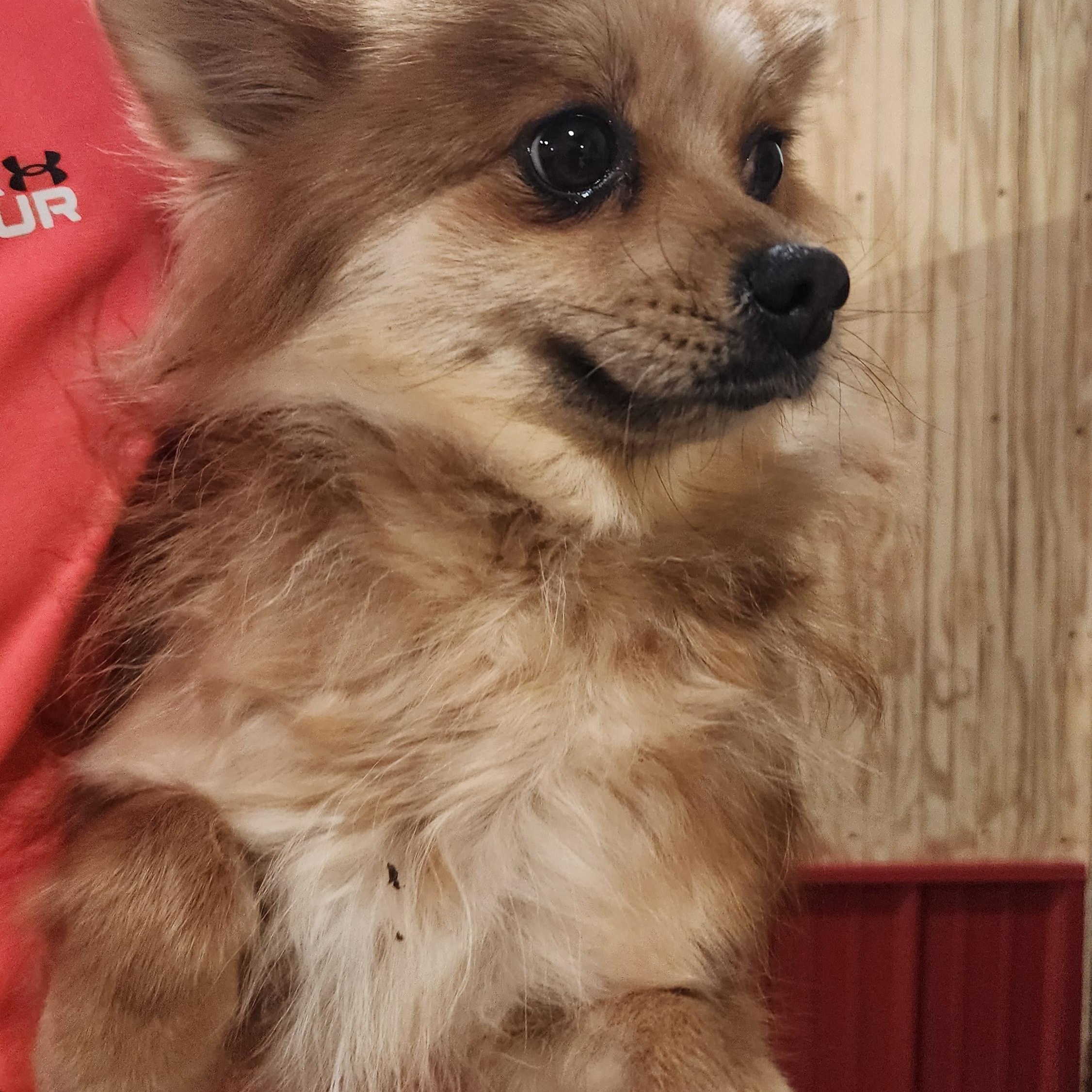 Enlarge Addy, an adoptable Pomeranian in Wheelersburg, OH image 3/6