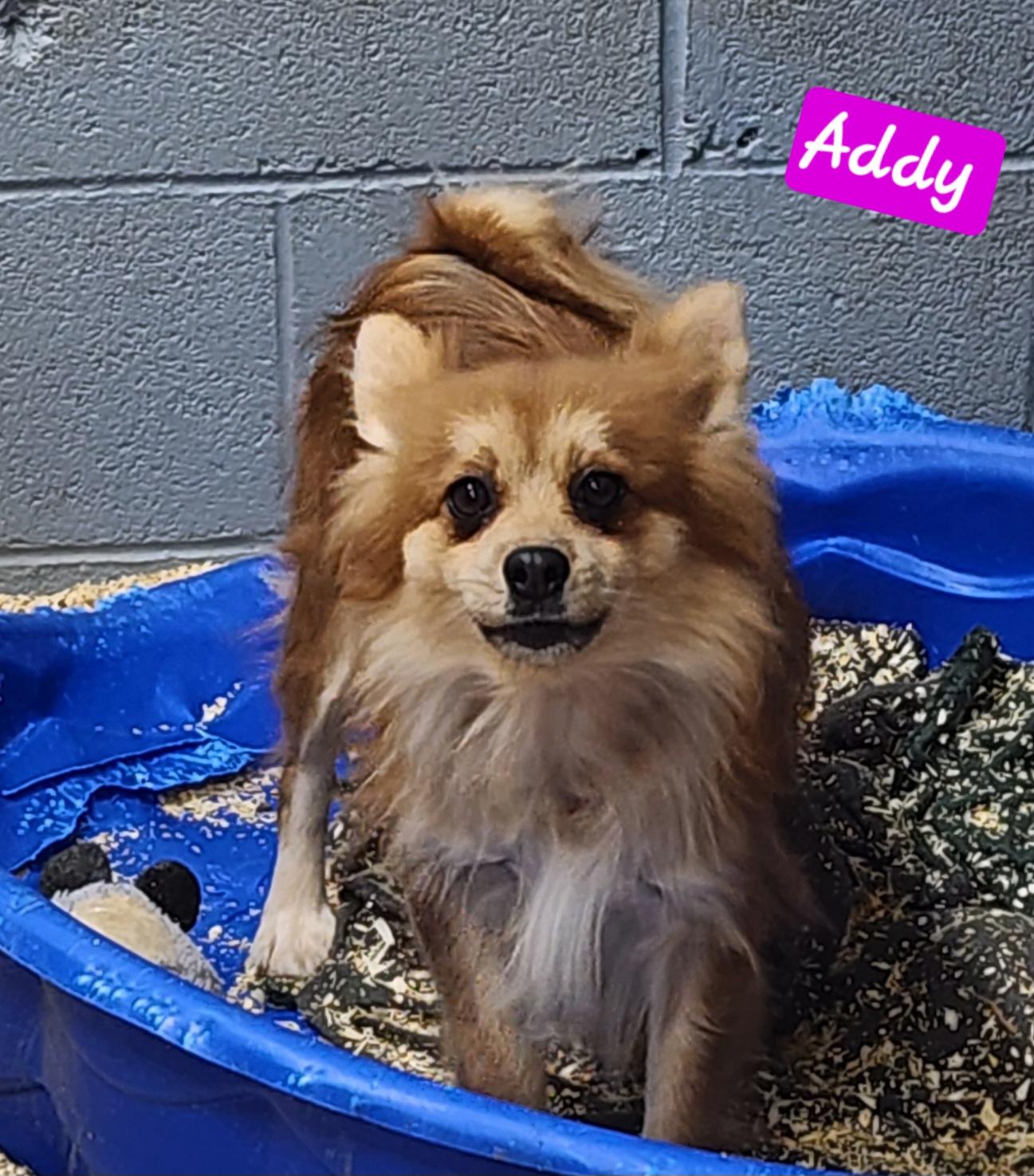 Enlarge Addy, an adoptable Pomeranian in Wheelersburg, OH image 5/6