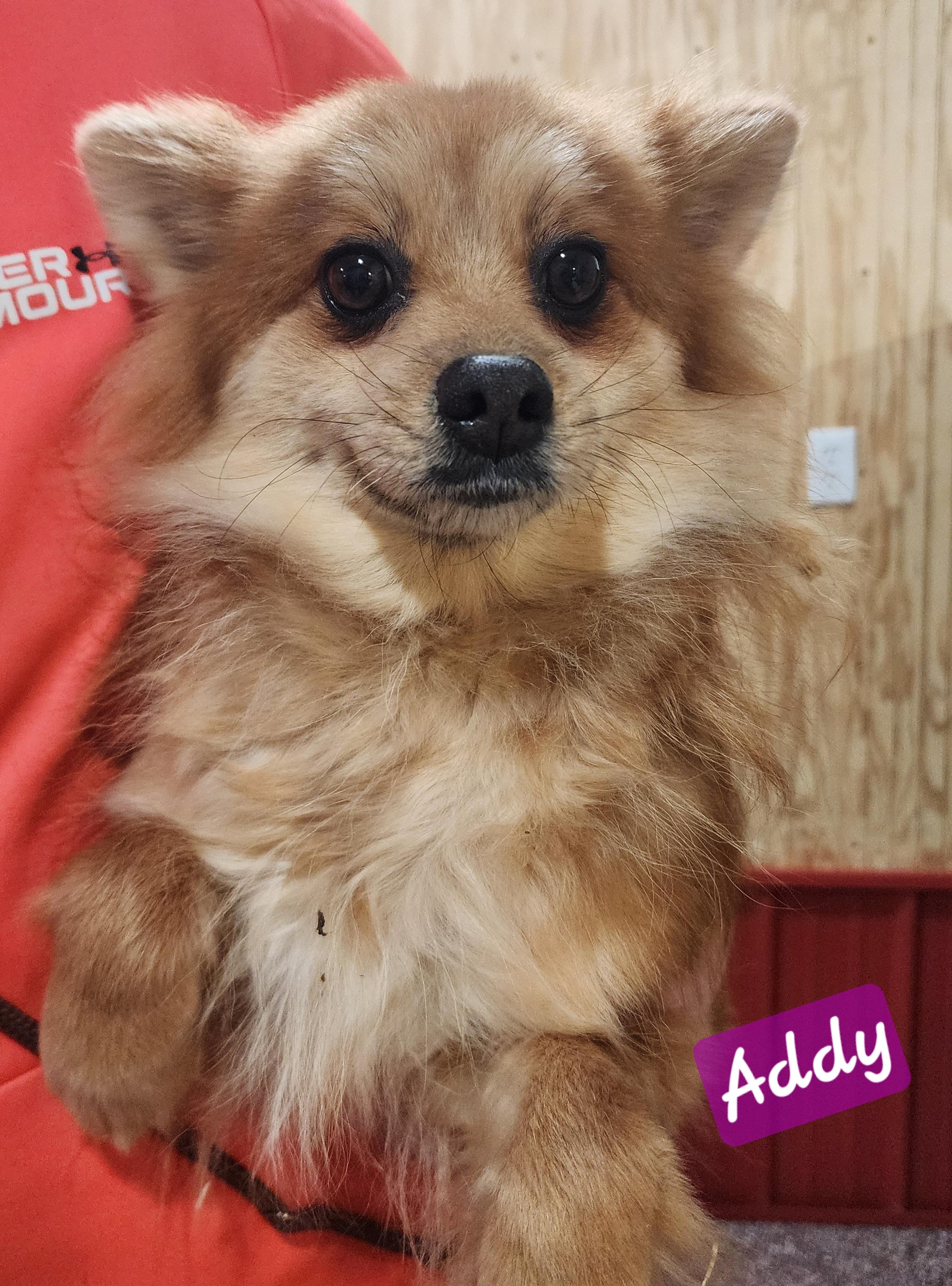 Enlarge Addy, an adoptable Pomeranian in Wheelersburg, OH image 2/6