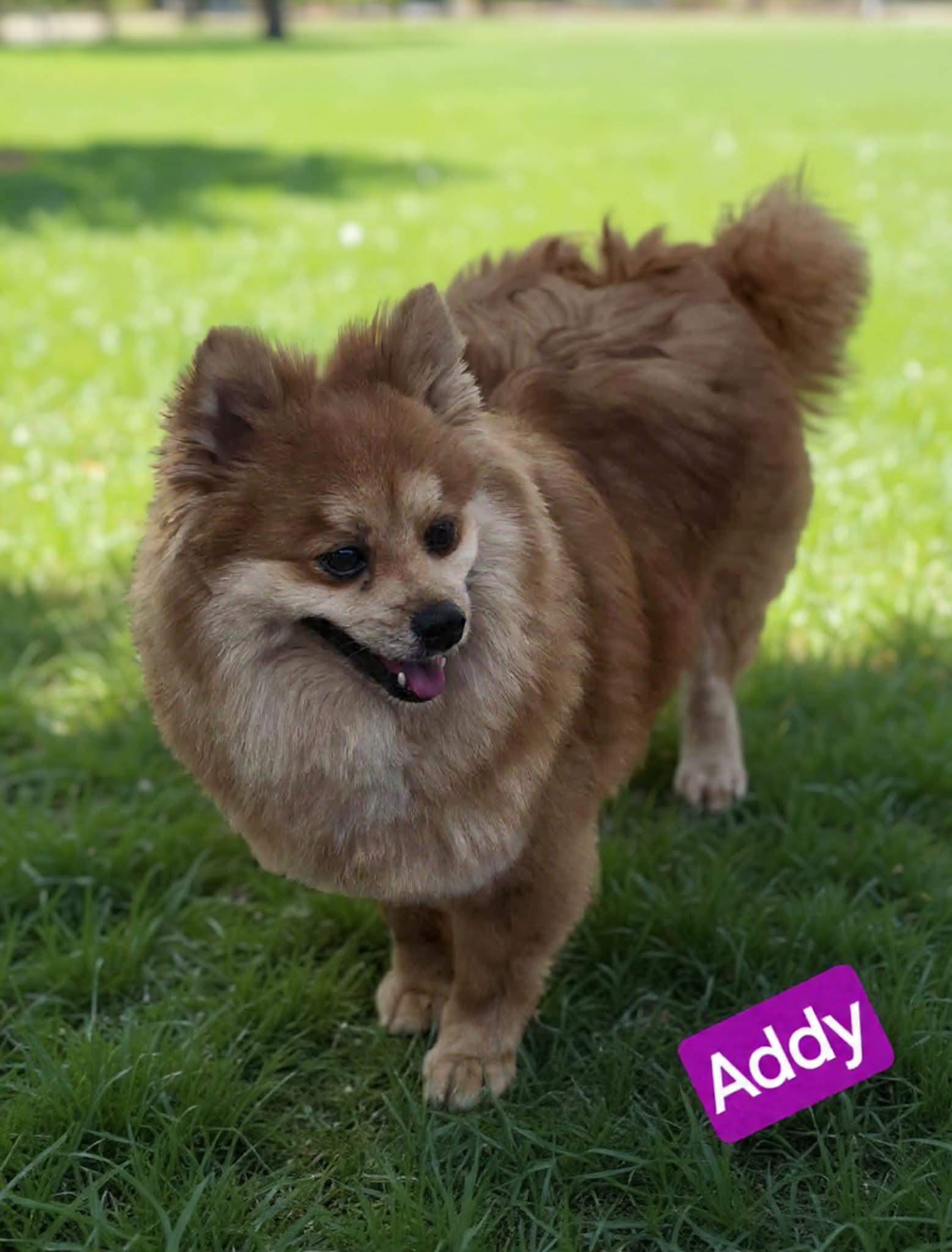 Addy, adoptable, Adult Female Pomeranian.