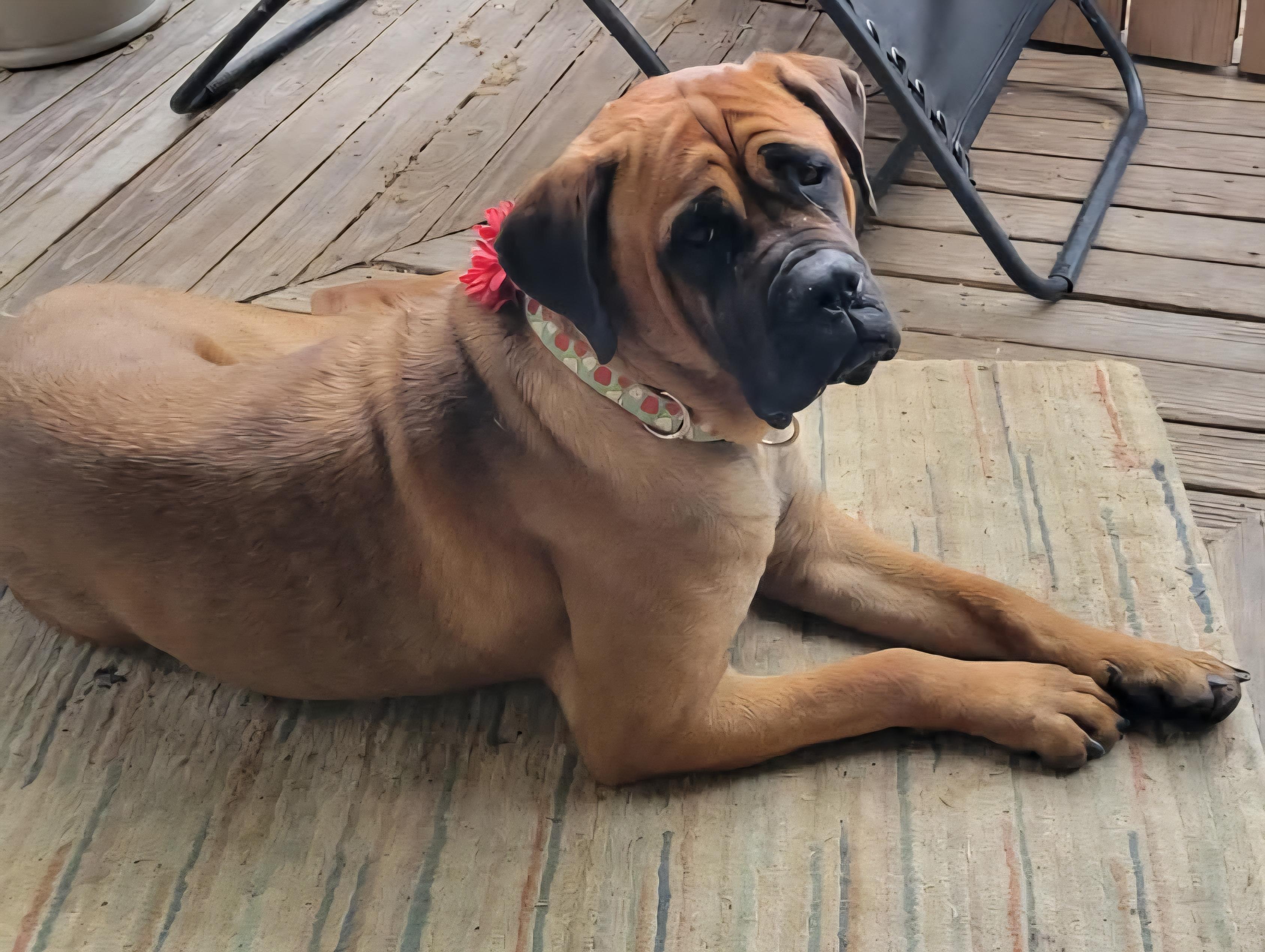 Blossom - PA, ADOPTABLE, Adult Female Bullmastiff.