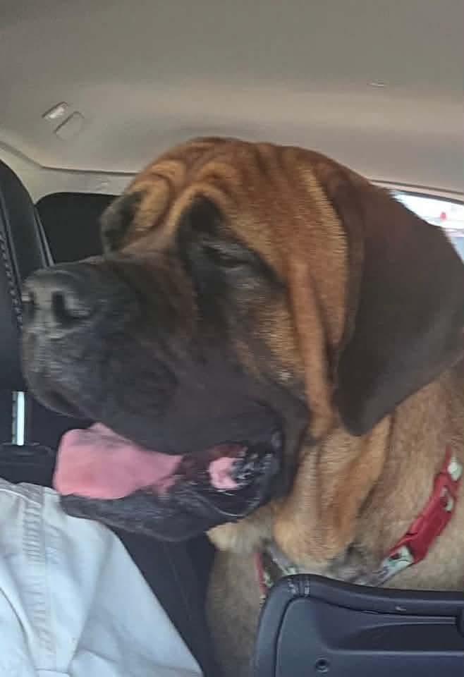 Enlarge Blossom - PA...Hello out there, an adopted Bullmastiff in Phildelphia, PA image 4/4