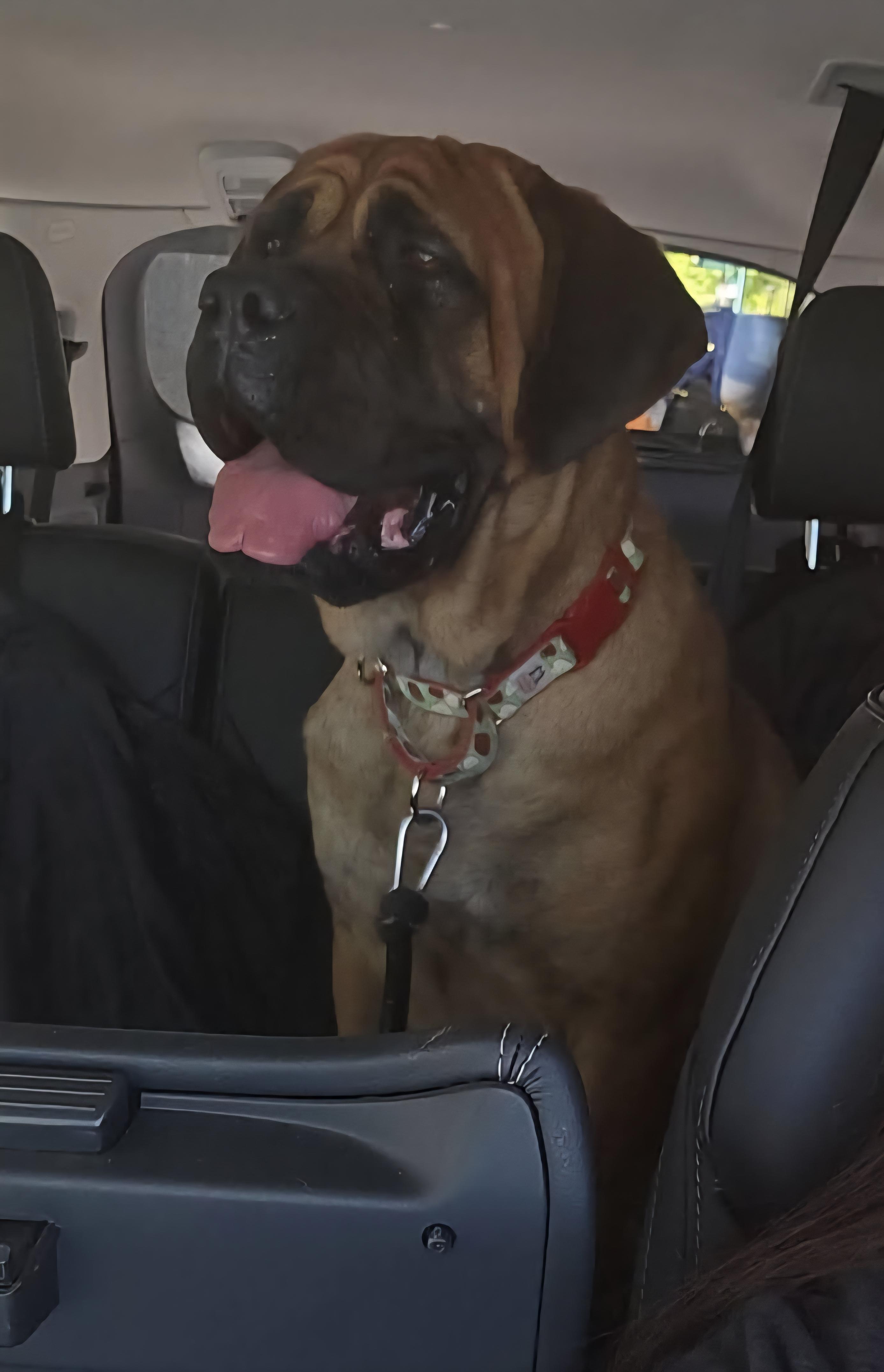 Enlarge Blossom - PA, a ADOPTABLE Bullmastiff in Phildelphia, PA image 2/2