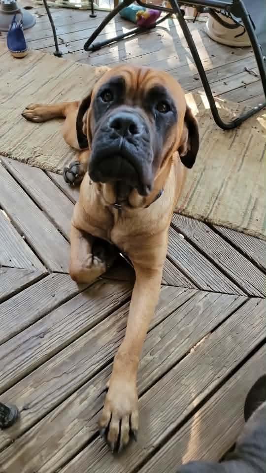 Blossom - PA...Hello out there, adopted, Adult Female Bullmastiff.