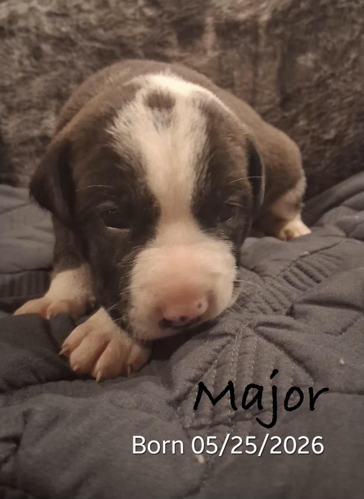 Enlarge Major, a Adopted mixed breed in Warren, RI image 2/2