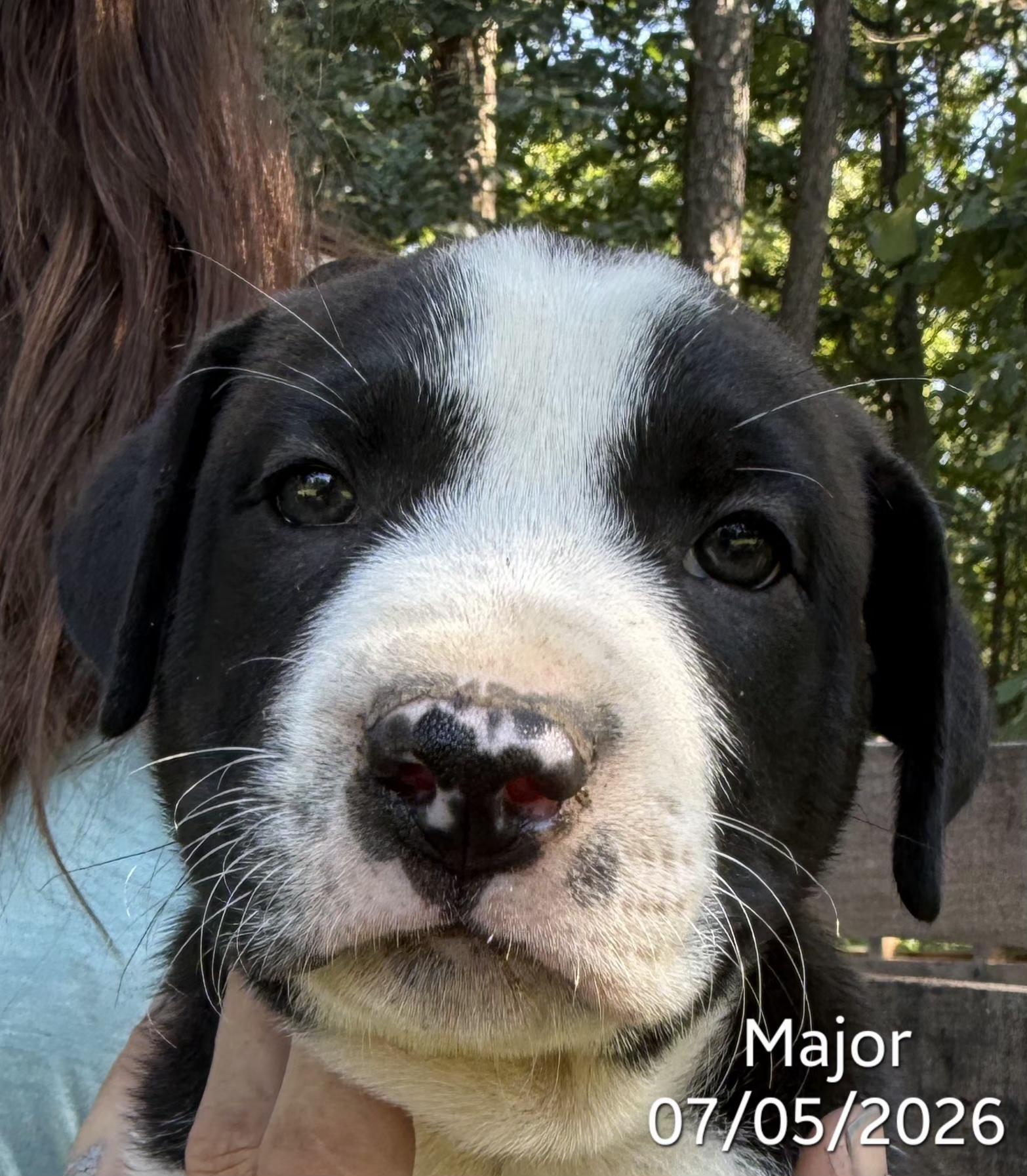 Major, Adopted, Puppy Male Belgian Shepherd / Malinois.