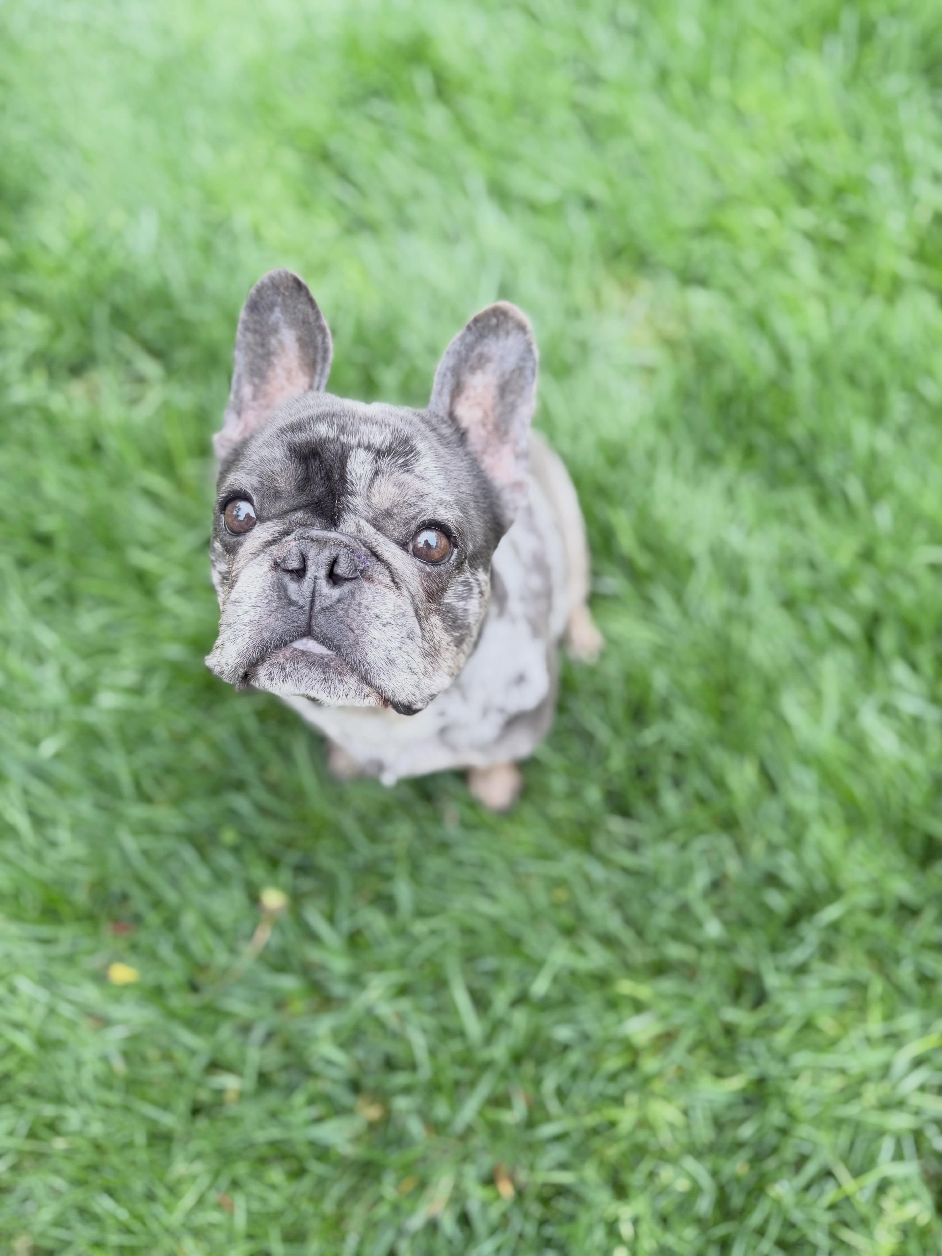 Earl, adopted, Adult Male French Bulldog.