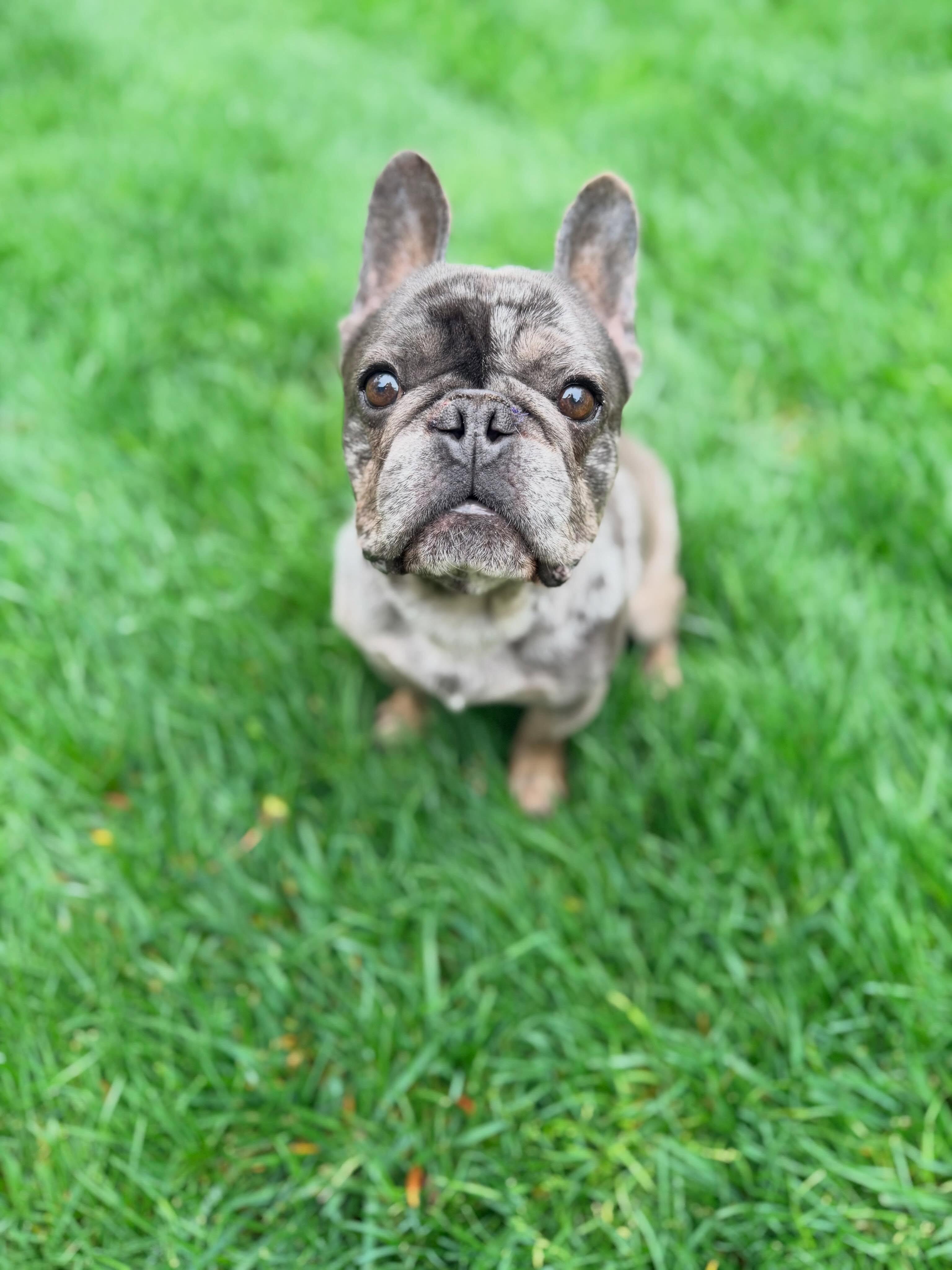 Earl, an adopted French Bulldog in Medford, NJ image 3/3