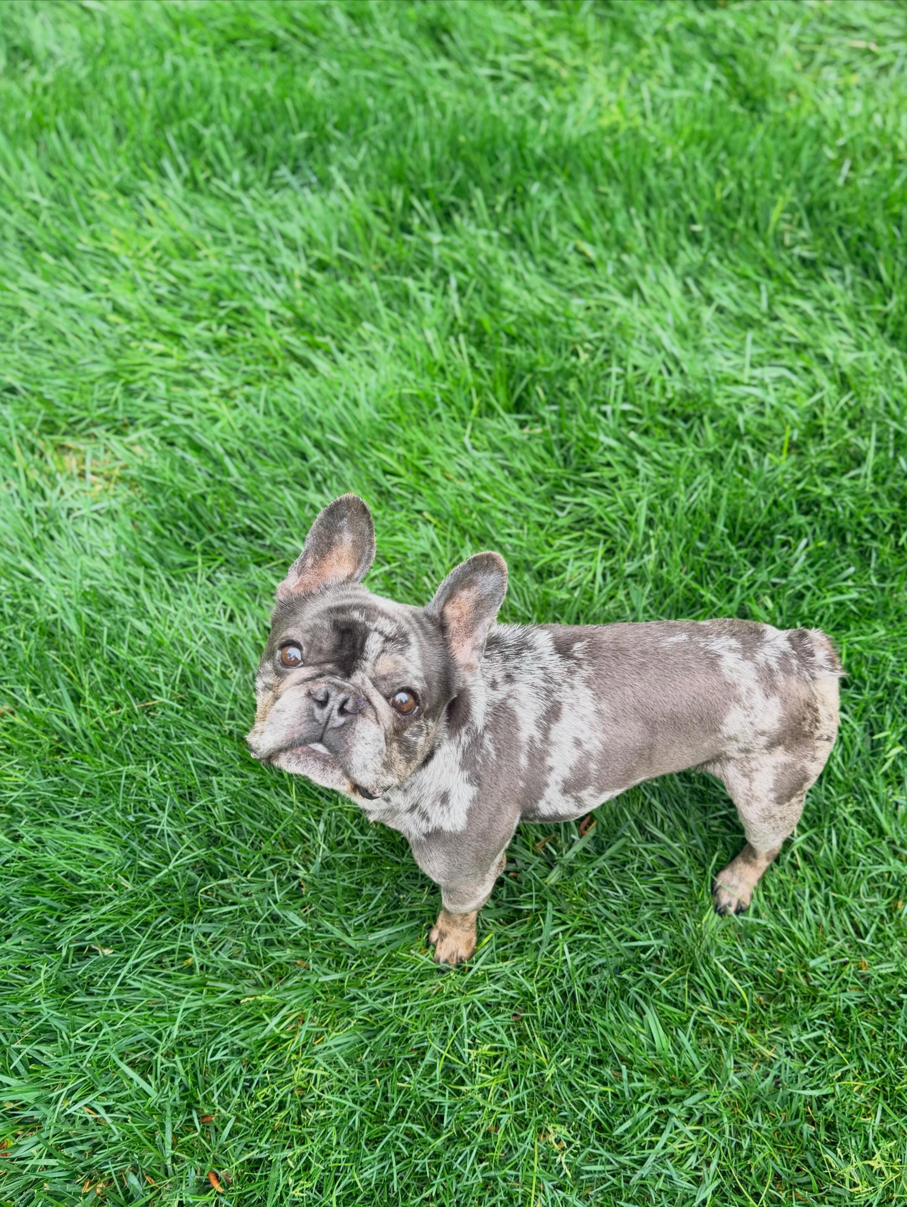 Earl, an adopted French Bulldog in Medford, NJ image 2/3
