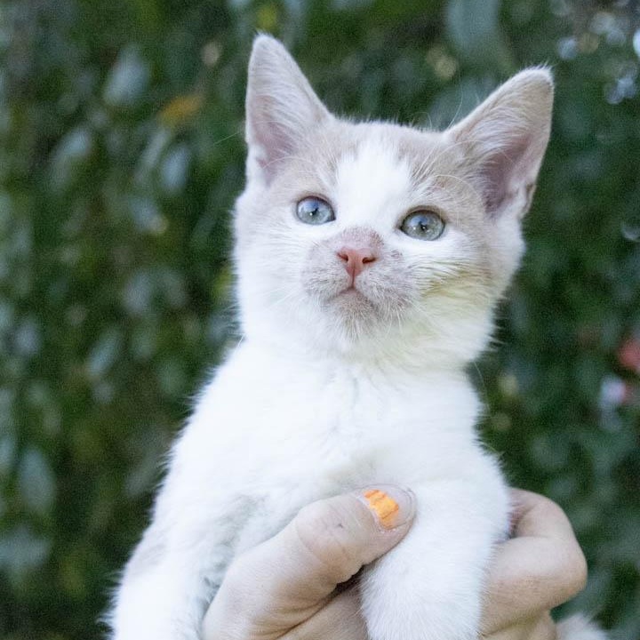 Switch, Adoptable, Kitten Male Domestic Short Hair.