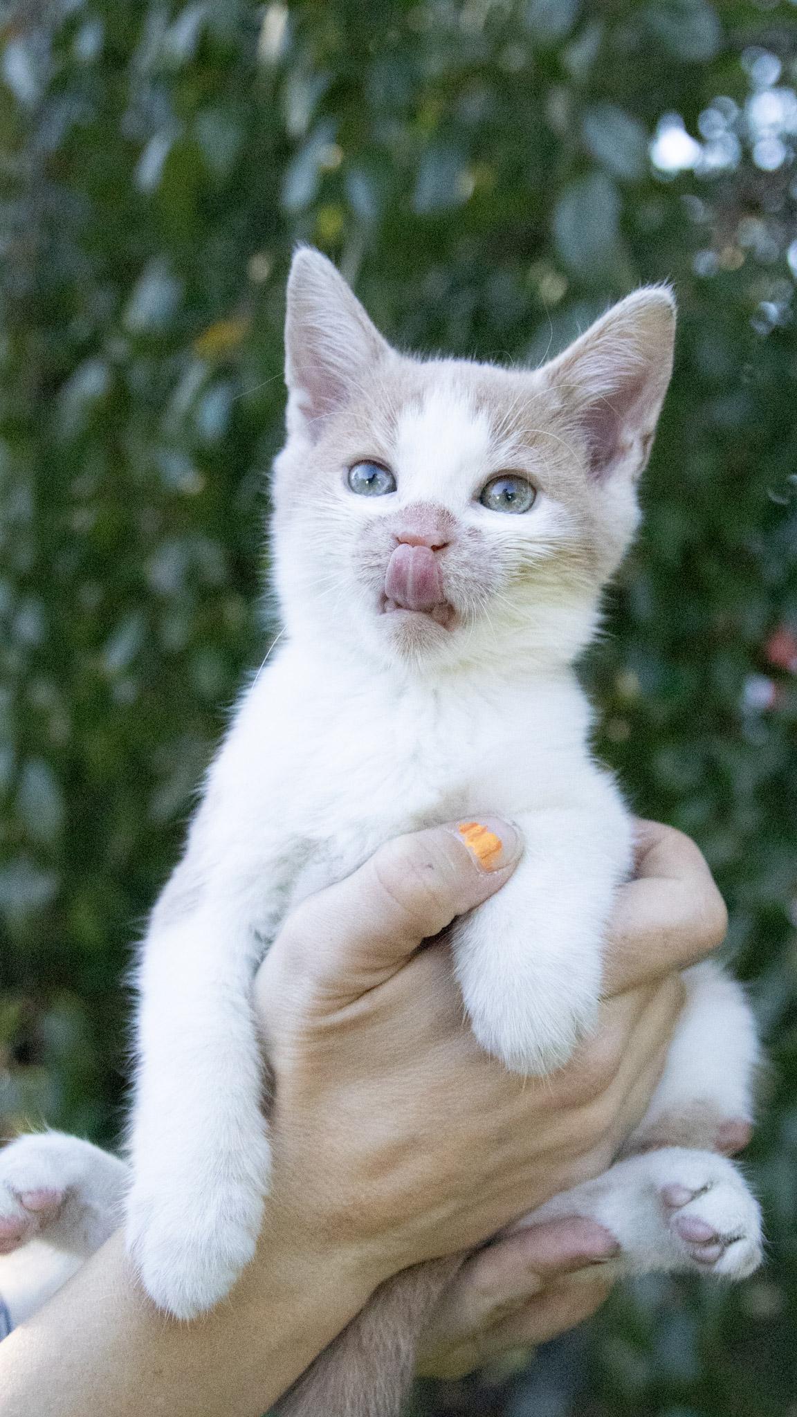 Enlarge Switch, a Adoptable Domestic Short Hair in Medford, NJ image 2/5