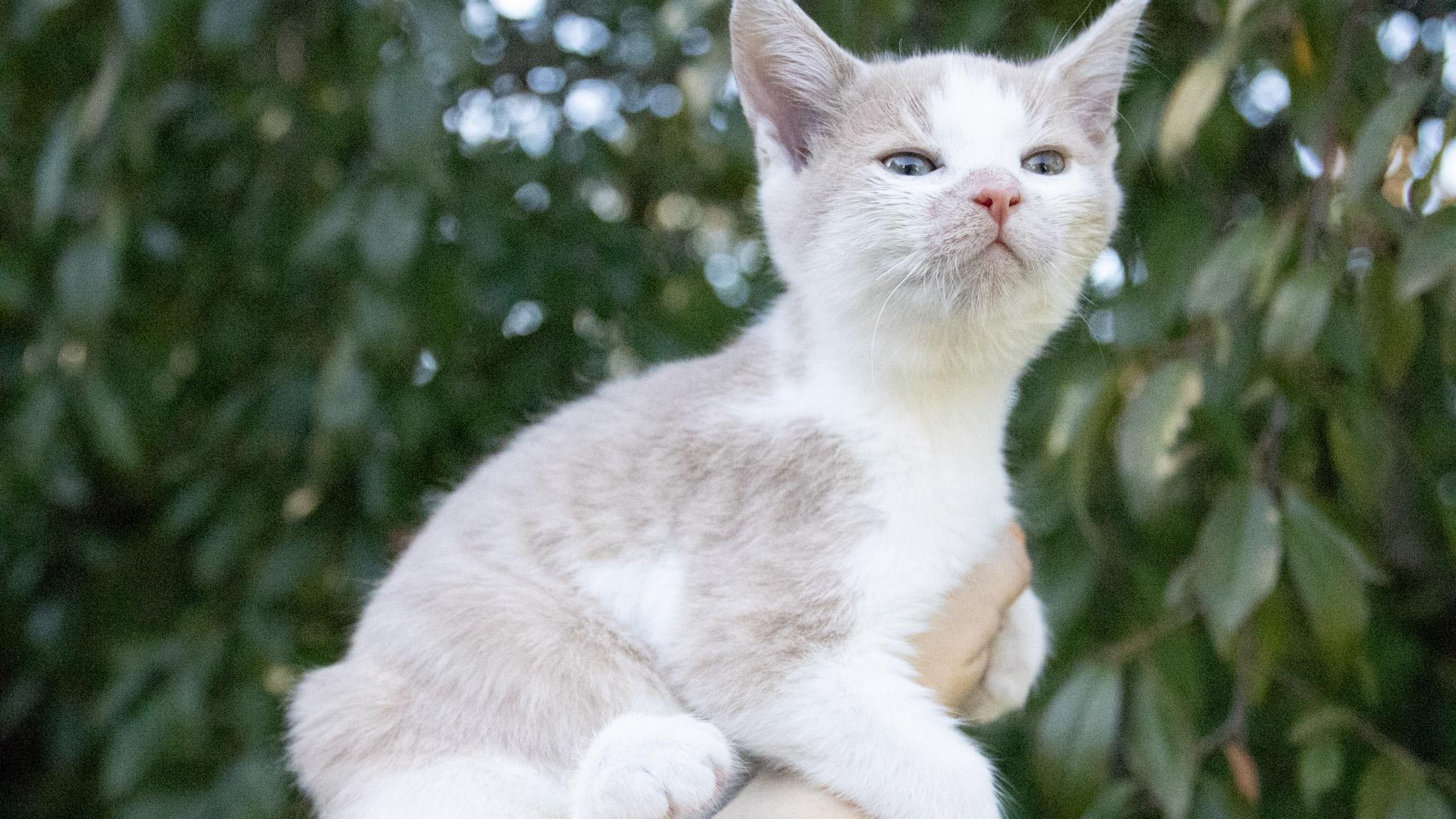 Enlarge Switch, a Adoptable Domestic Short Hair in Medford, NJ image 4/5