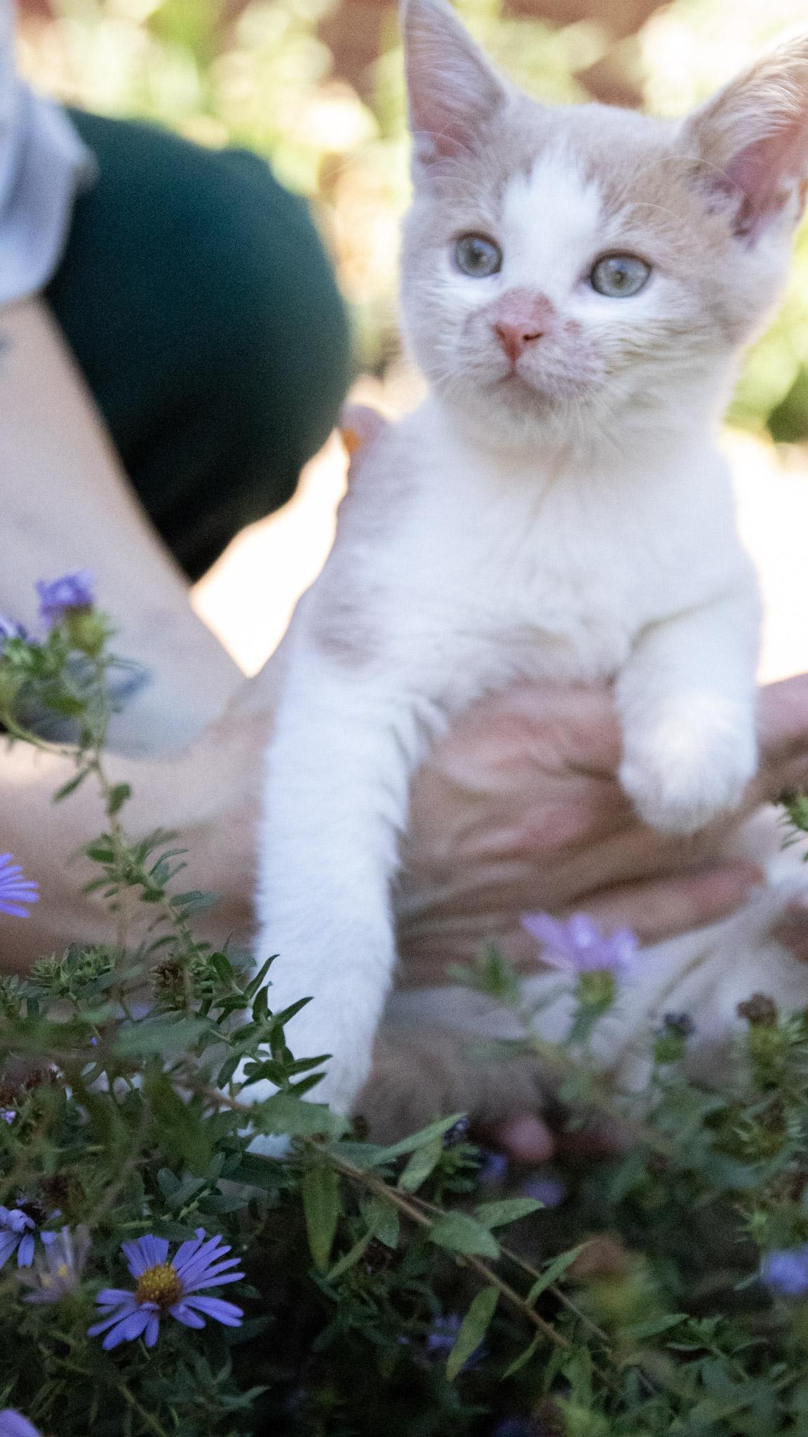 Enlarge Switch, a Adoptable Domestic Short Hair in Medford, NJ image 3/5