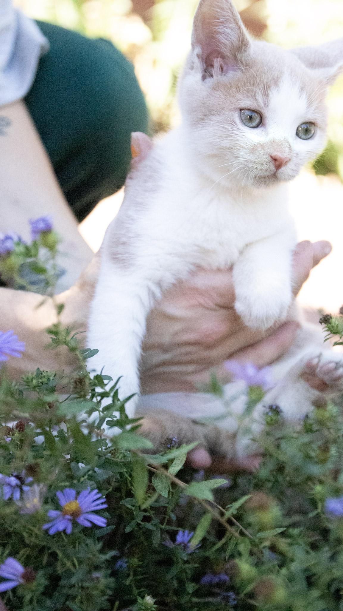 Enlarge Switch, a Adoptable Domestic Short Hair in Medford, NJ image 5/5