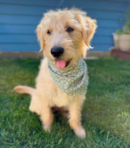 Phoebe, ADOPTABLE, Puppy Female Goldendoodle.