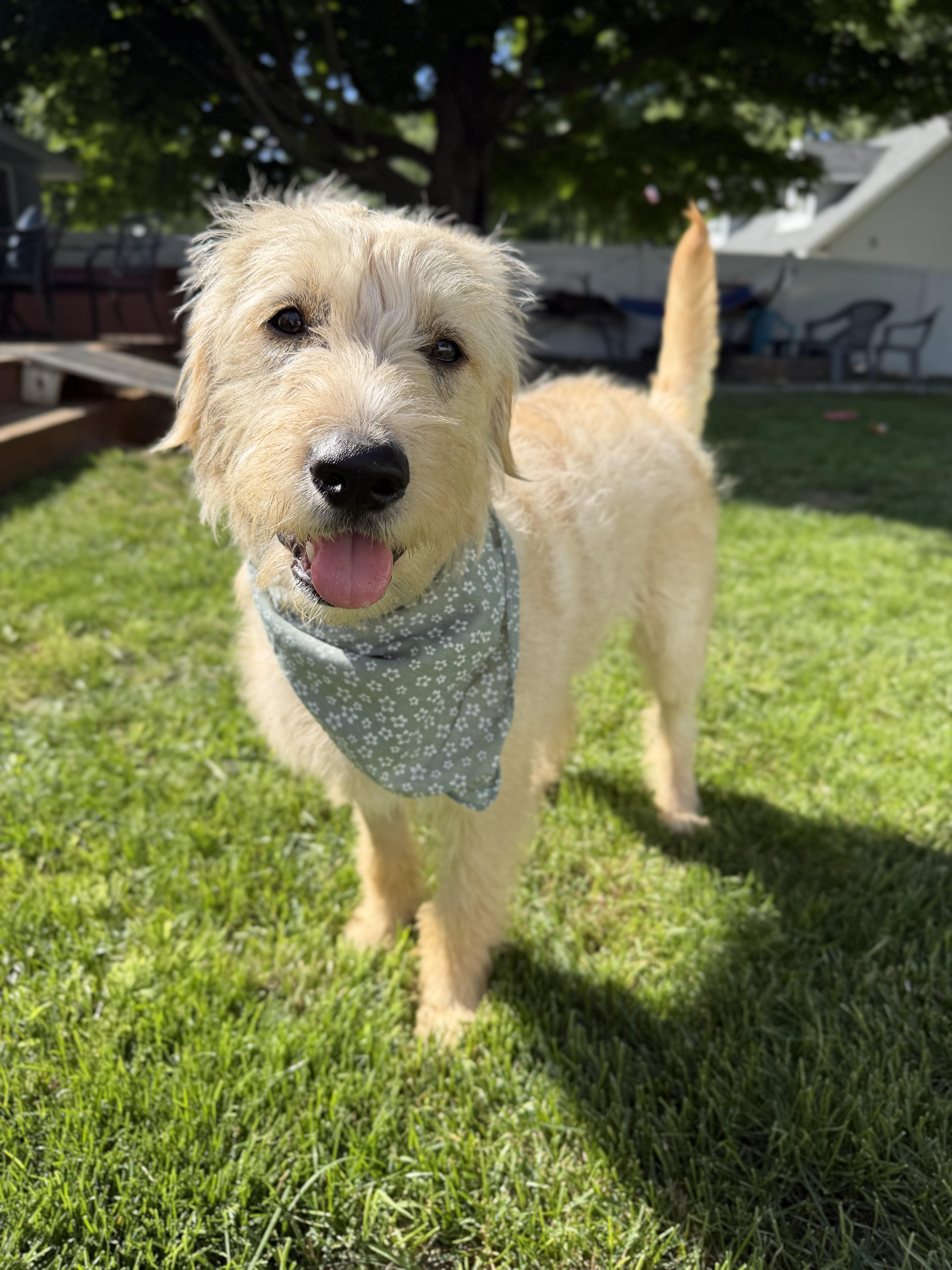 Phoebe, a ADOPTABLE mixed breed in Albany, NY image 5/6