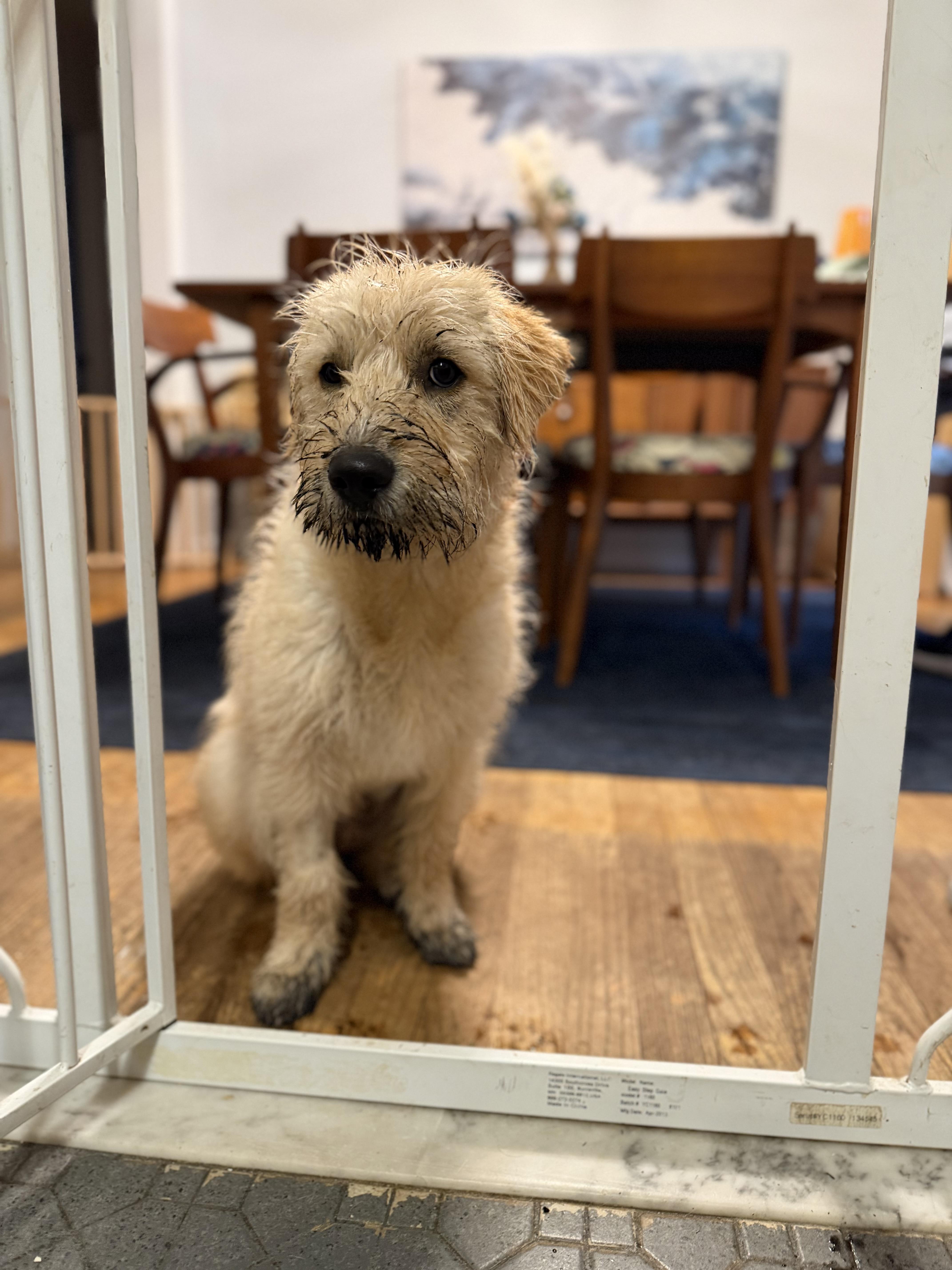 Phoebe, a ADOPTABLE mixed breed in Albany, NY image 2/6