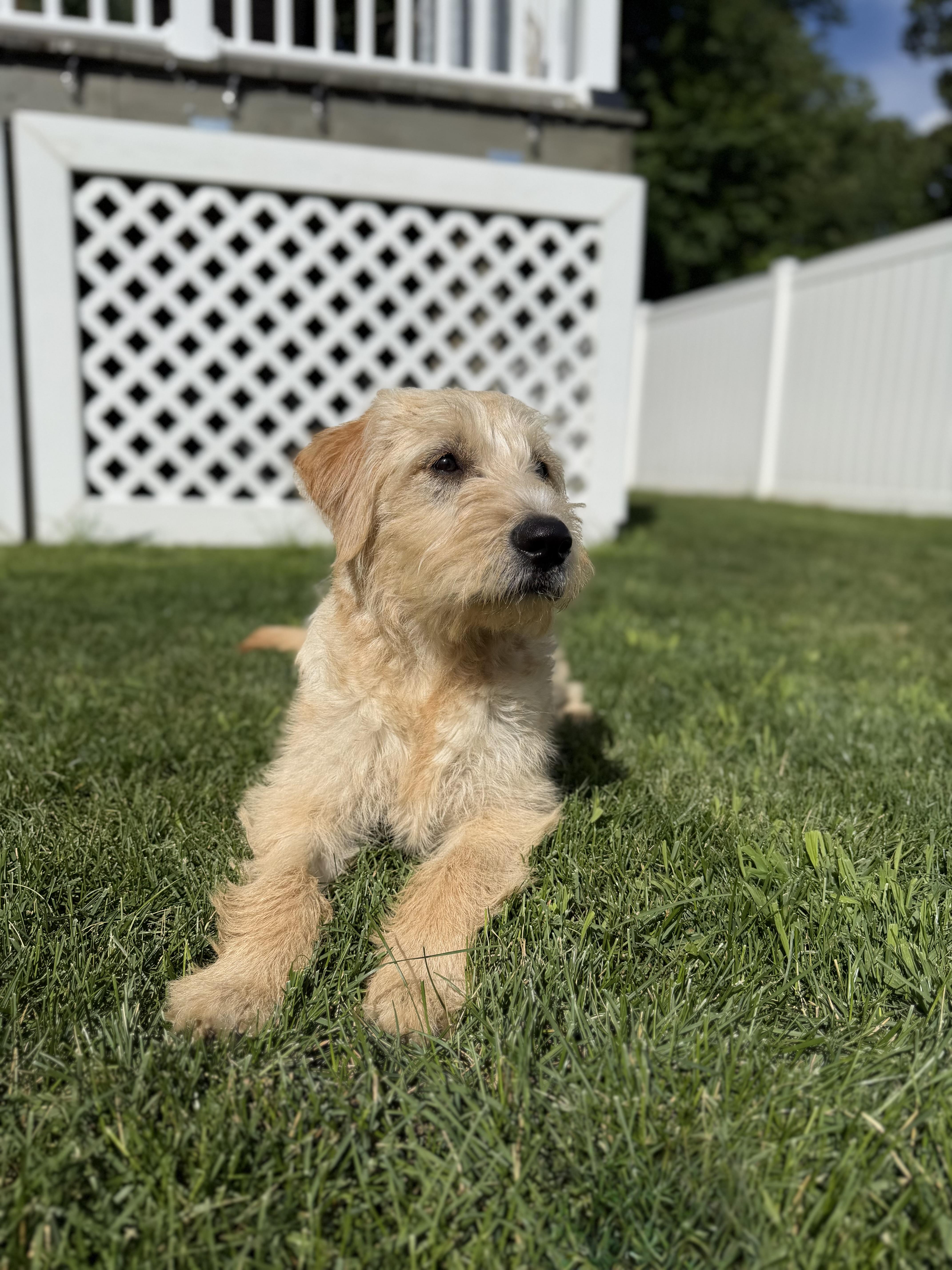 Phoebe, a ADOPTABLE mixed breed in Albany, NY image 4/6