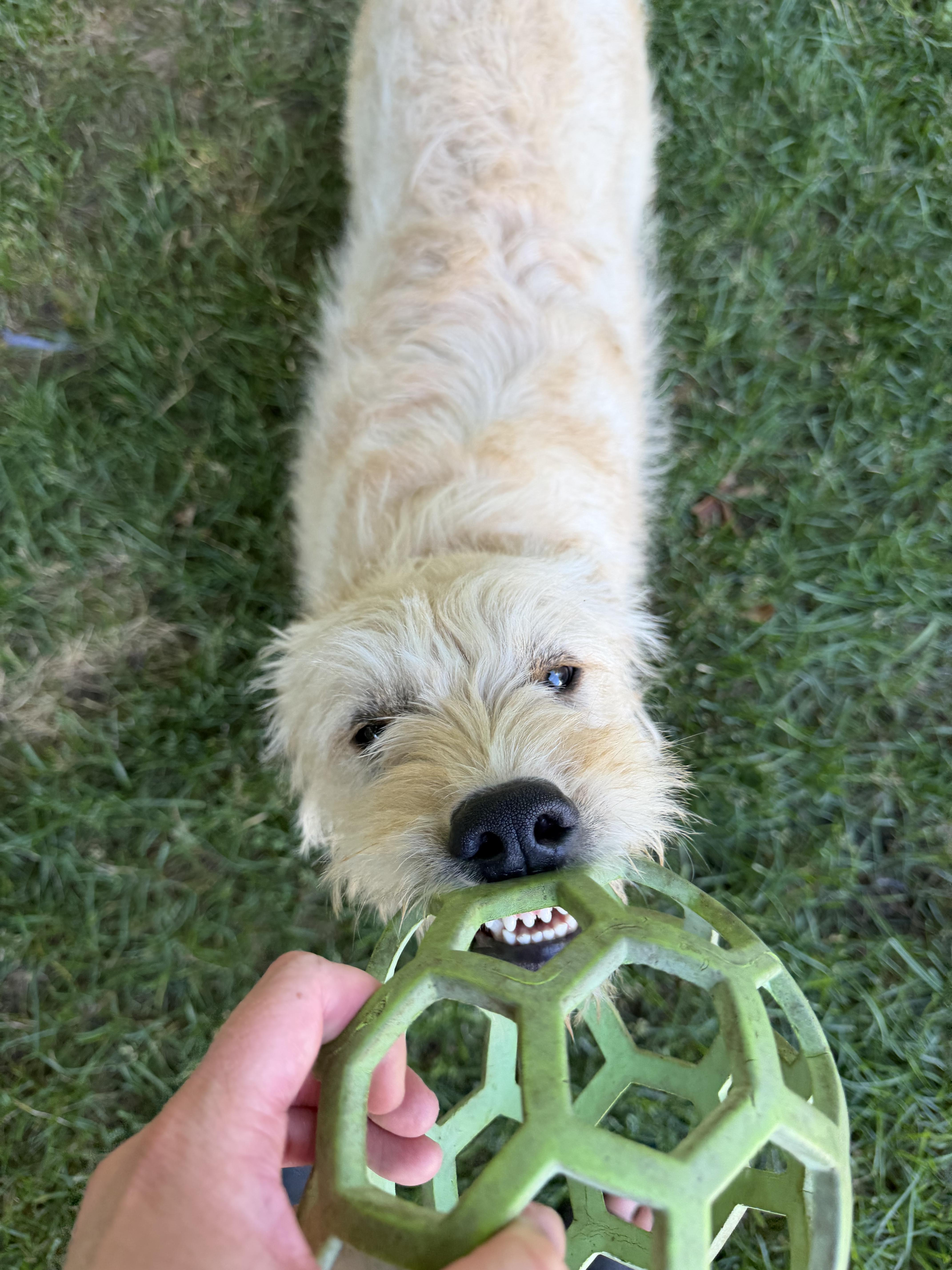 Phoebe, a ADOPTABLE mixed breed in Albany, NY image 6/6