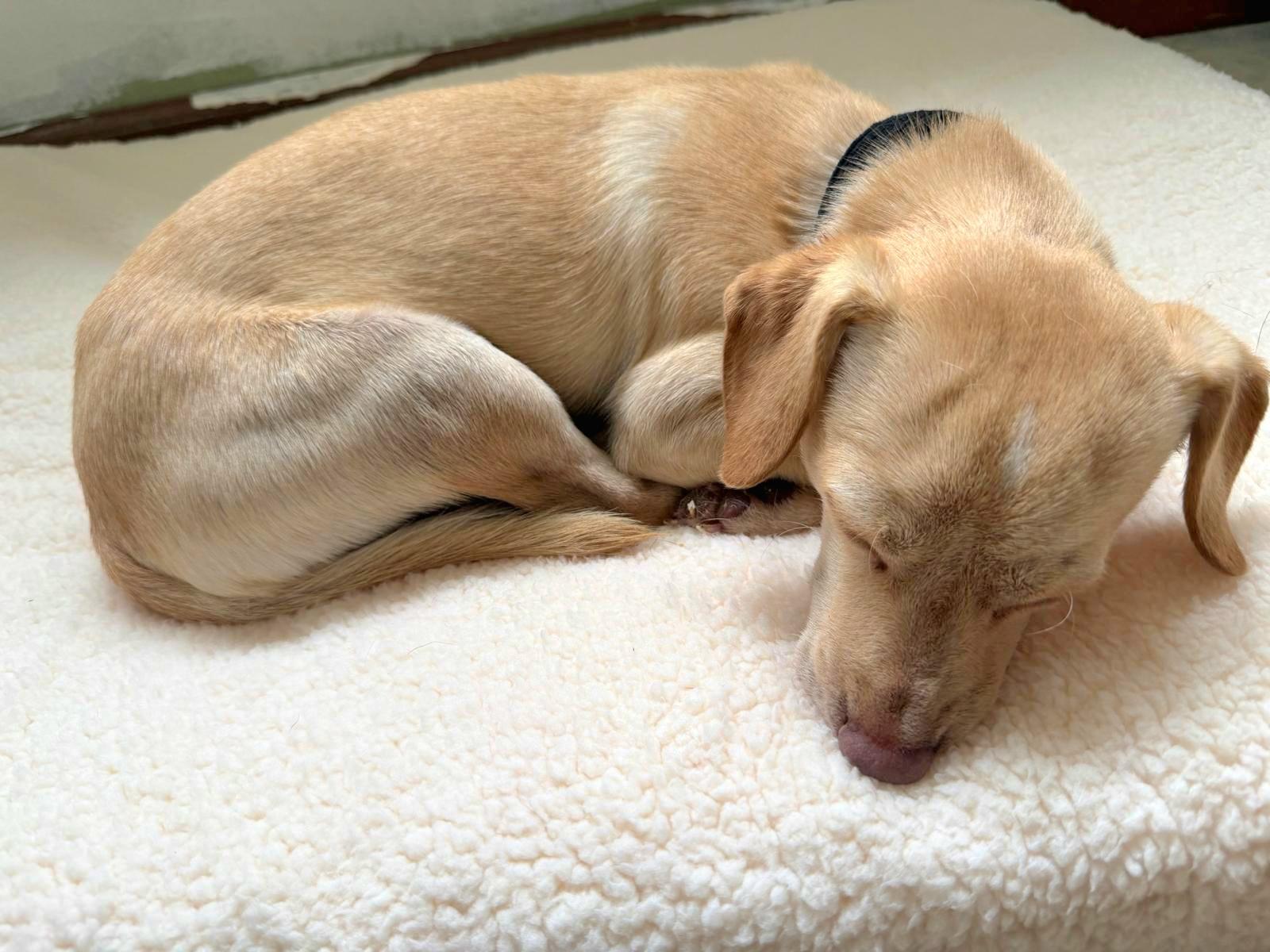 Enlarge TIKO "The Beach Baby Litter" "In NY:Foster &/or Forever Home Needed!", an adopted mixed breed in New York, NY image 3/5