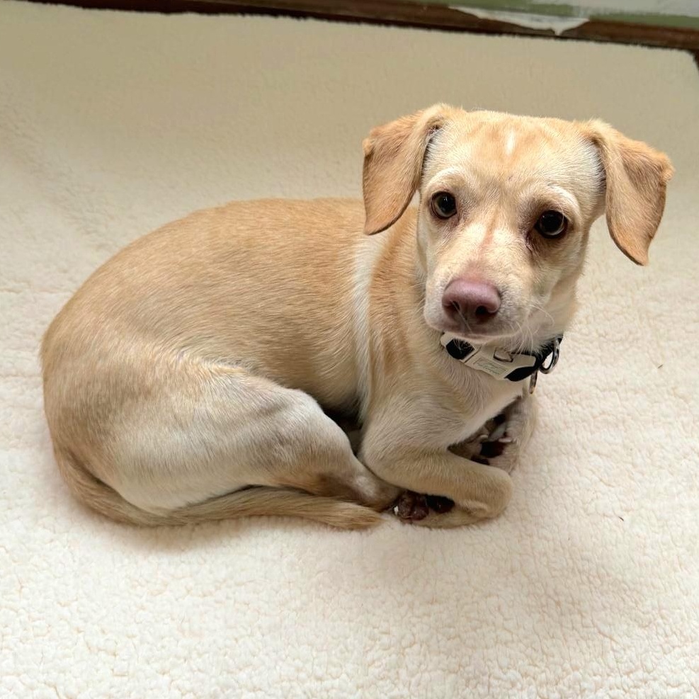 Enlarge TIKO "The Beach Baby Litter" "In NY:Foster &/or Forever Home Needed!", an adopted mixed breed in New York, NY image 2/5