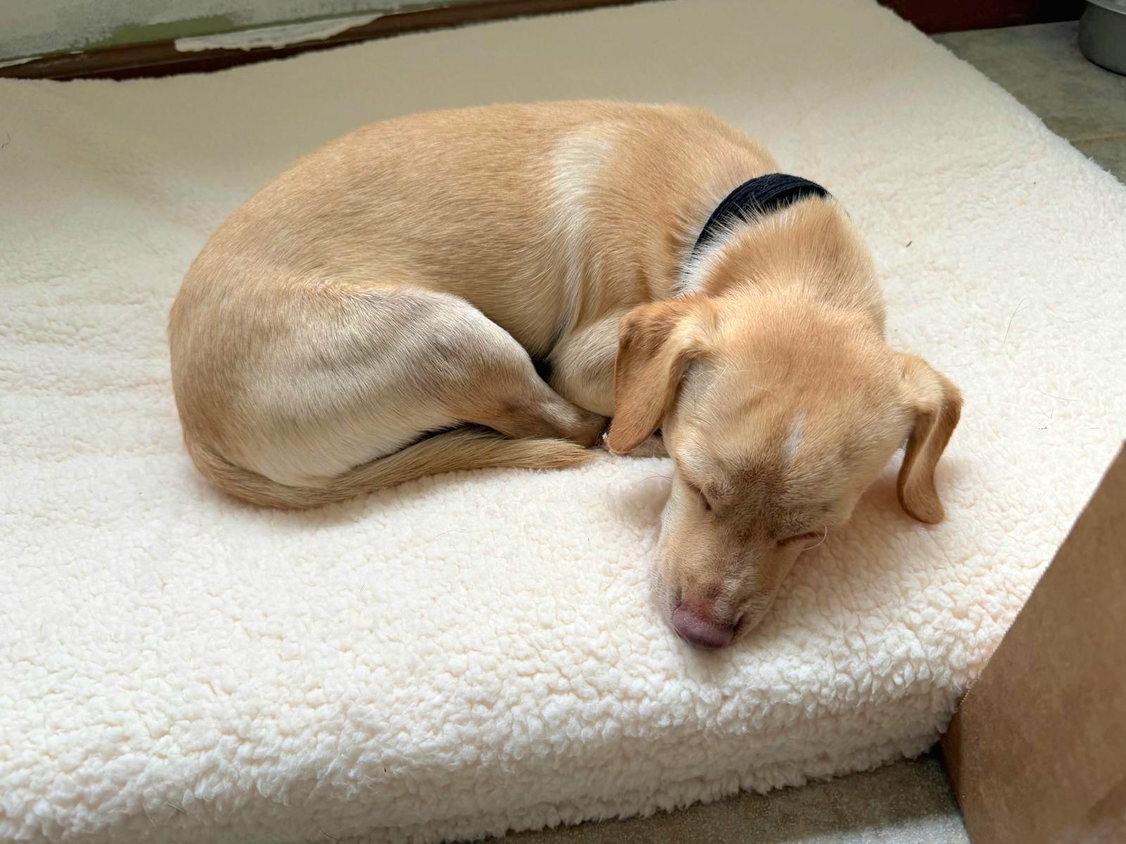 Enlarge TIKO "The Beach Baby Litter" "In NY:Foster &/or Forever Home Needed!", an adopted mixed breed in New York, NY image 5/5