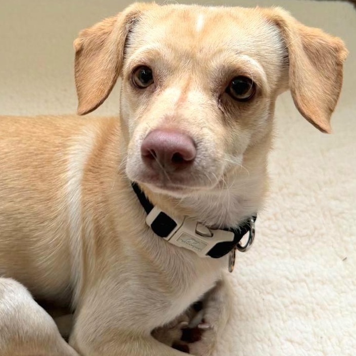 TIKO "The Beach Baby Litter" "In NY:Foster &/or Forever Home Needed!", adopted, Young Male Chihuahua.