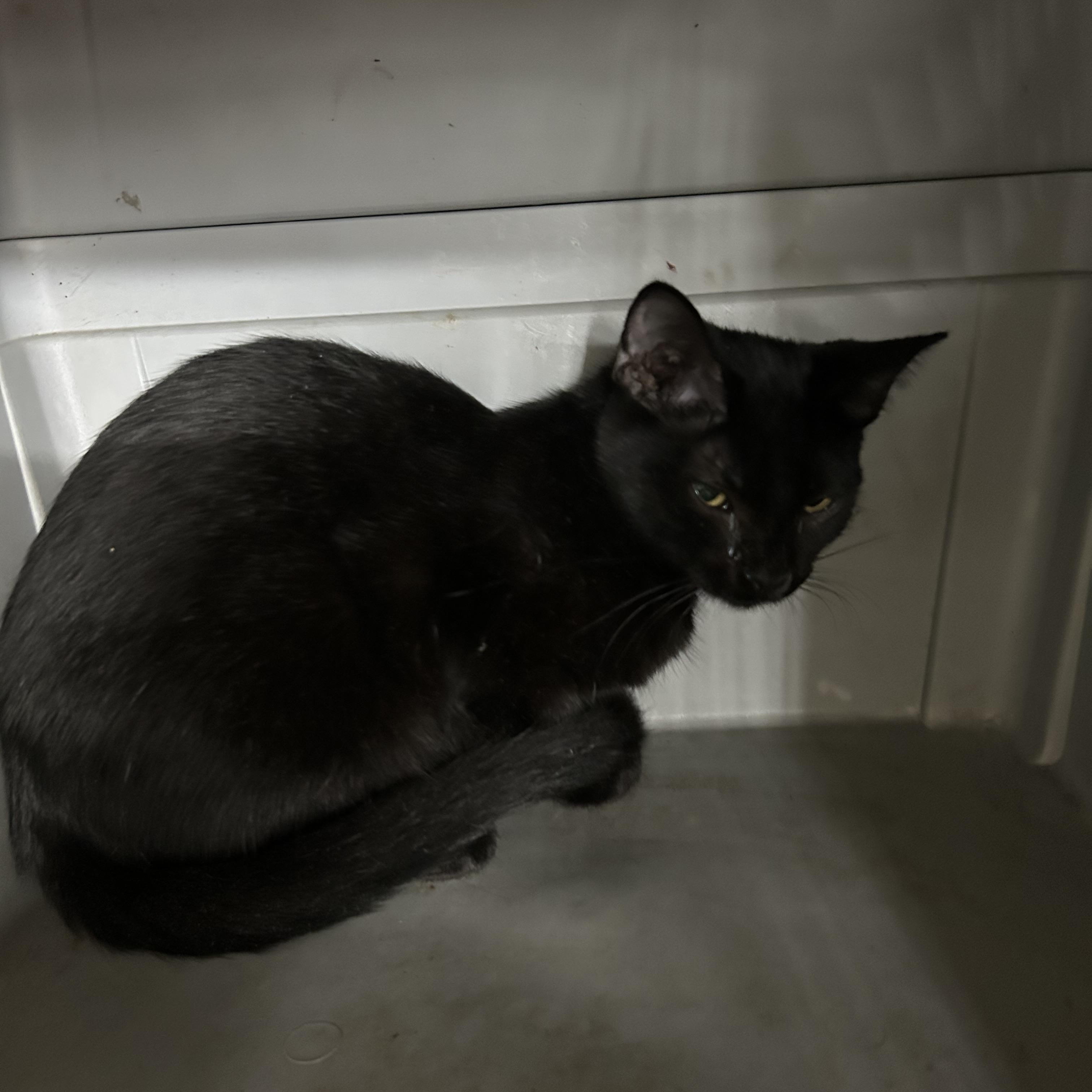 Stephine, a Adoptable mixed breed in New Orleans, LA image 2/4