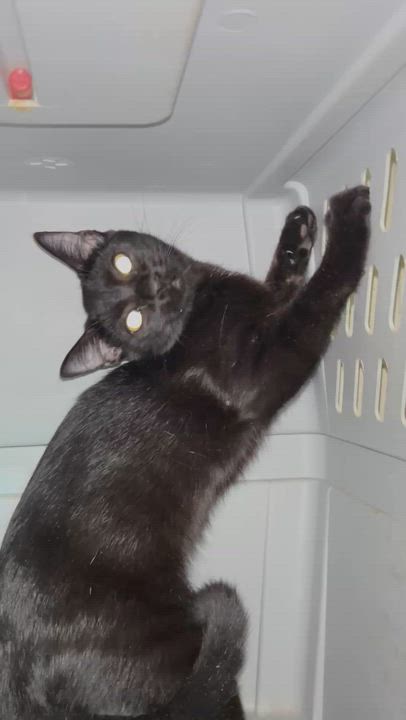Enlarge Stephine, a Adoptable mixed breed in New Orleans, LA video 4/4