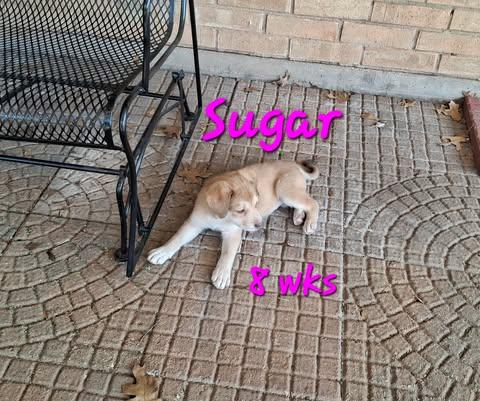 Enlarge Sugar, a ADOPTABLE mixed breed in Wichita Falls, TX image 1/1