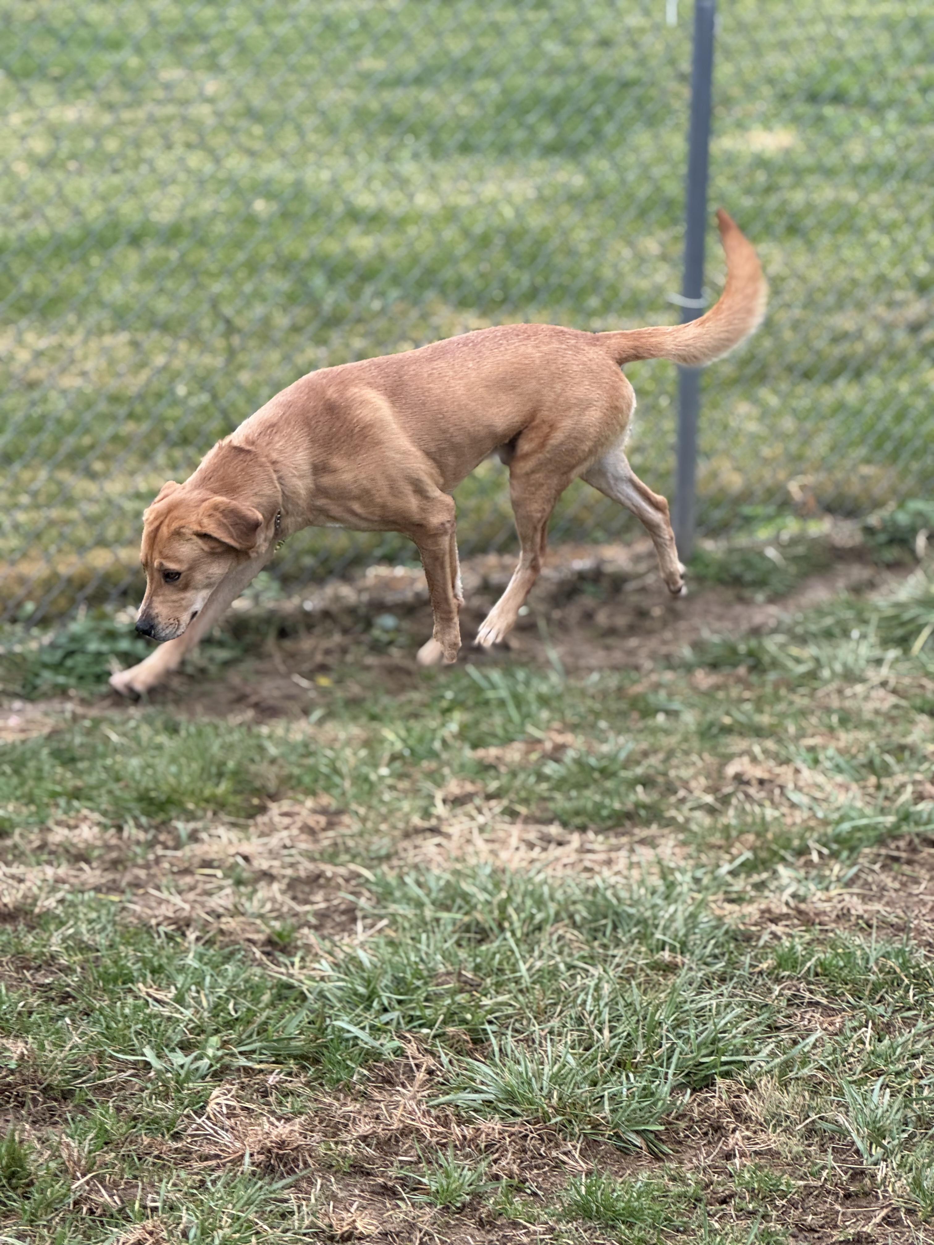 Enlarge Bob, a Adoptable mixed breed in Logan, OH image 2/2
