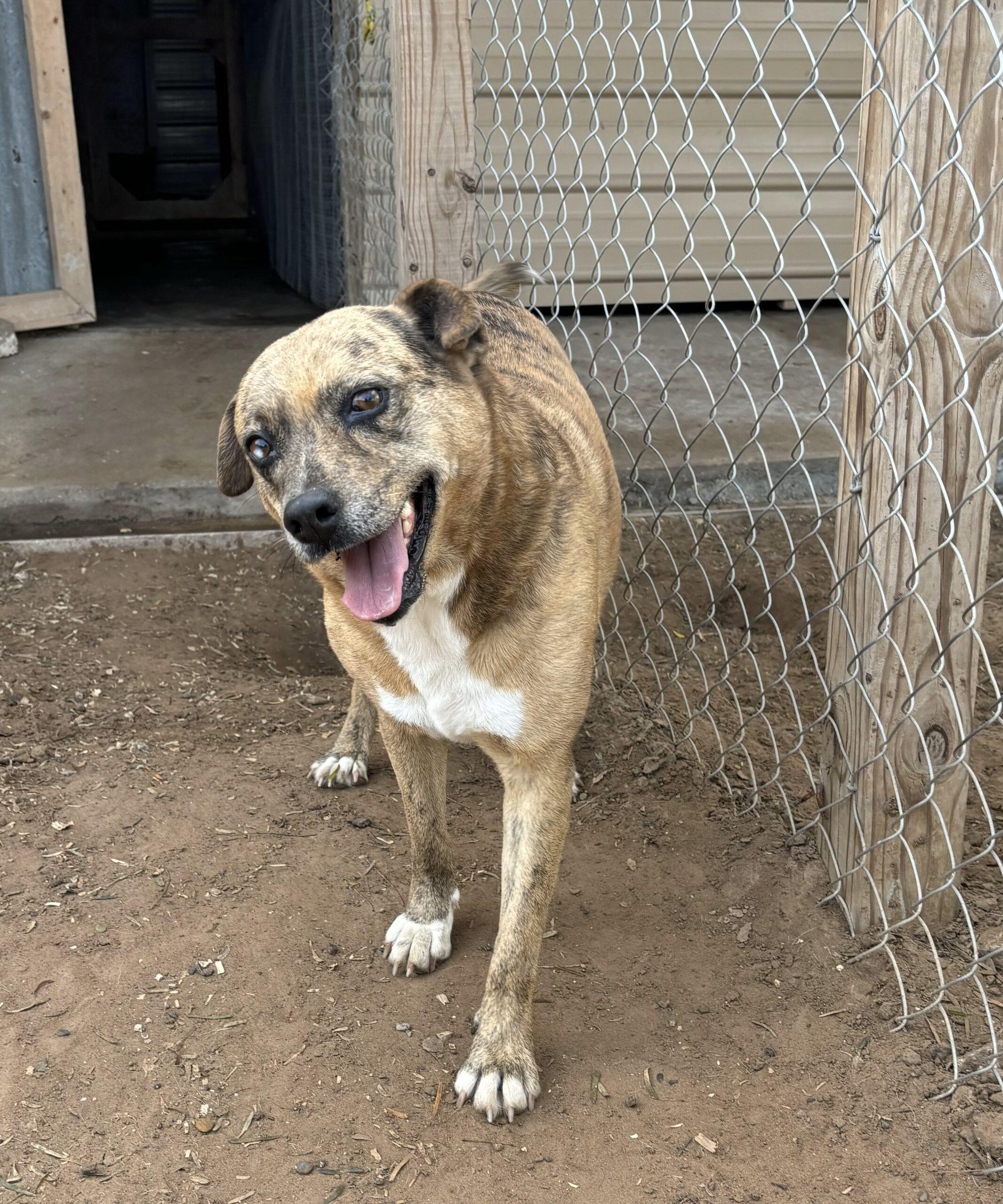 Enlarge Stella, a Adoptable mixed breed in Sullivan City, TX image 1/1