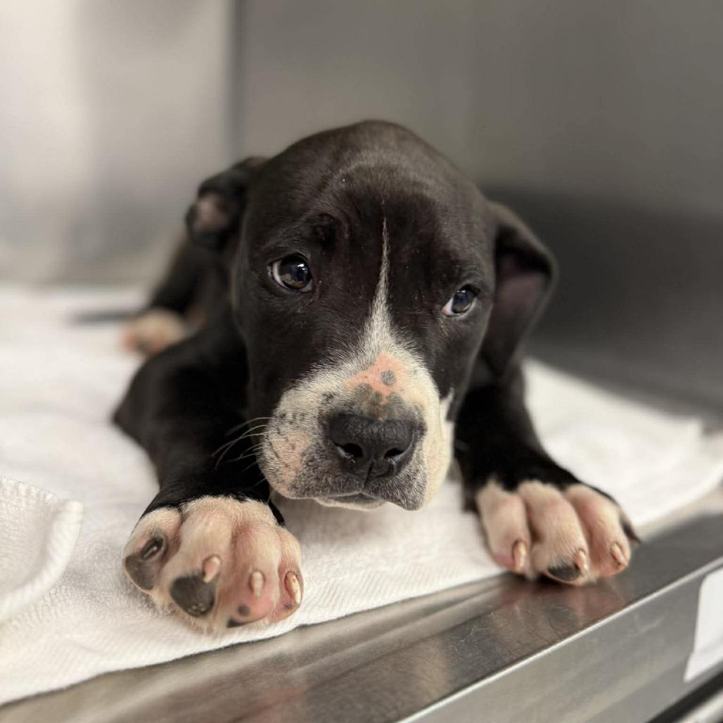 Enlarge Brussel, a Adoptable mixed breed in Martinsville, VA image 1/1