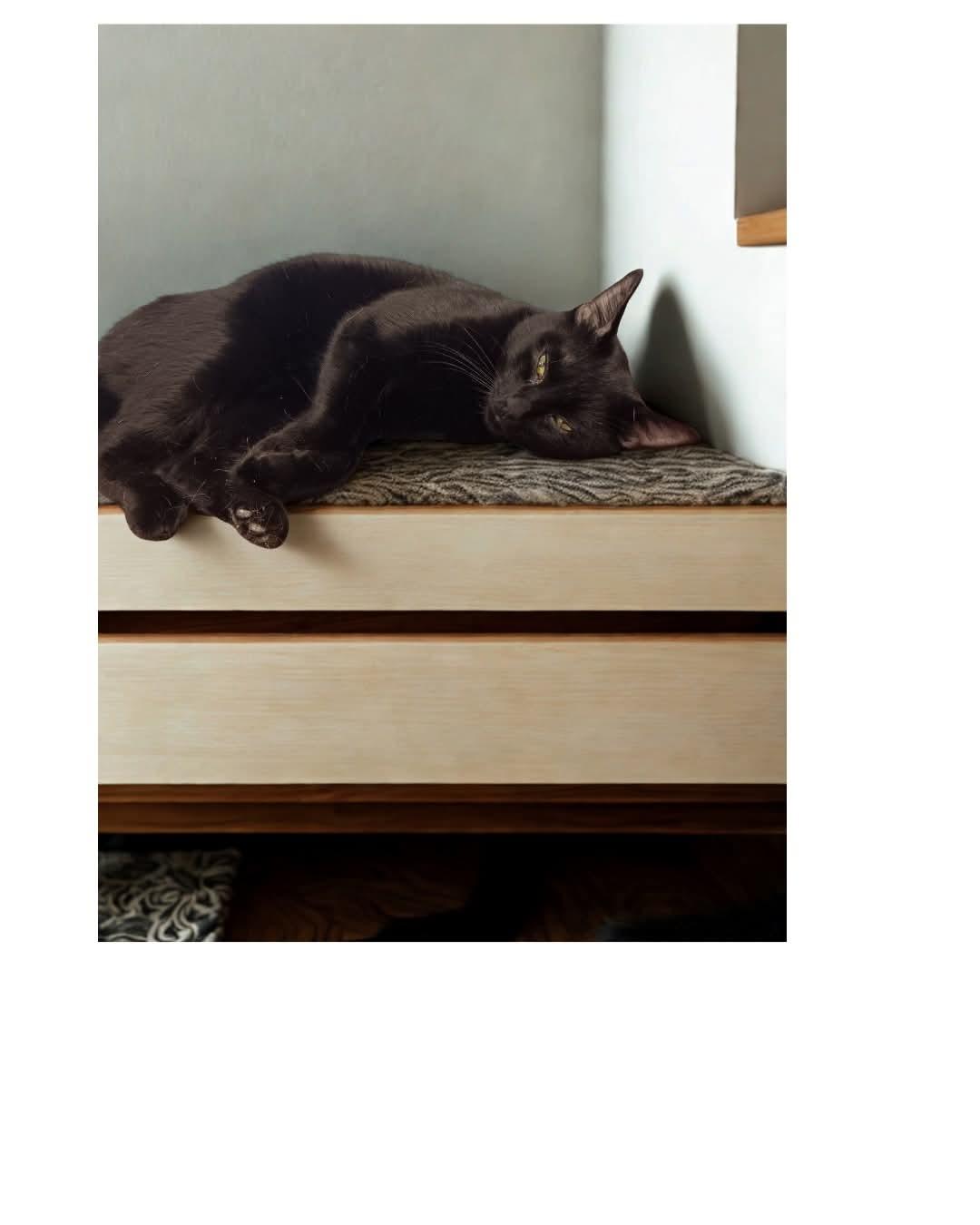 Jasper, Adoptable, Adult Male Domestic Short Hair.