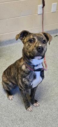 Avery, Adoptable, Adult Male Mixed Breed & Mixed Breed.