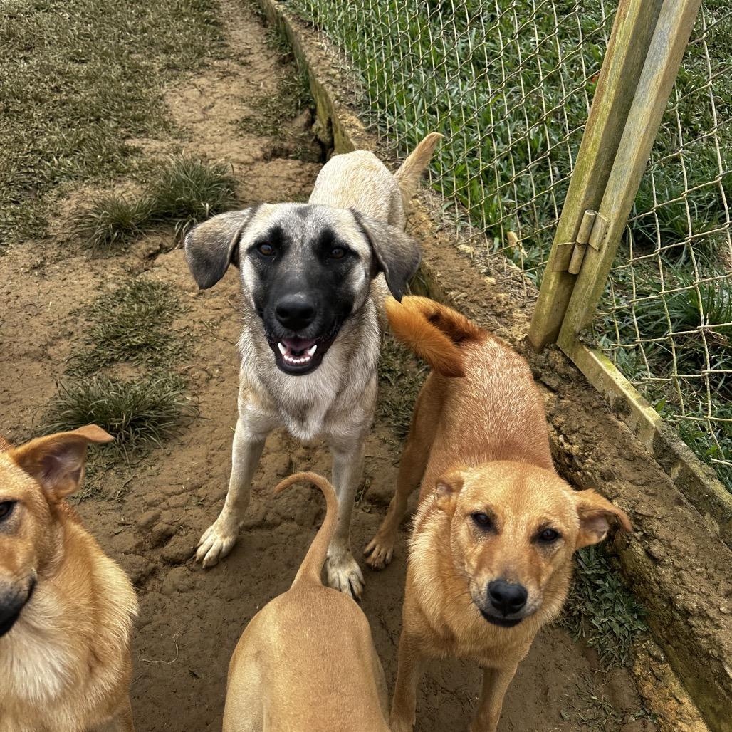 Lake, Adoptable, Young Female Mixed Breed.