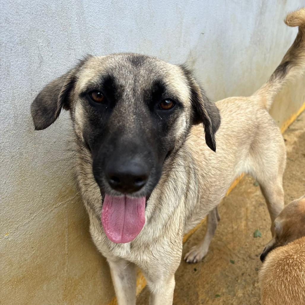 Lake, Adoptable, Young Female Mixed Breed.